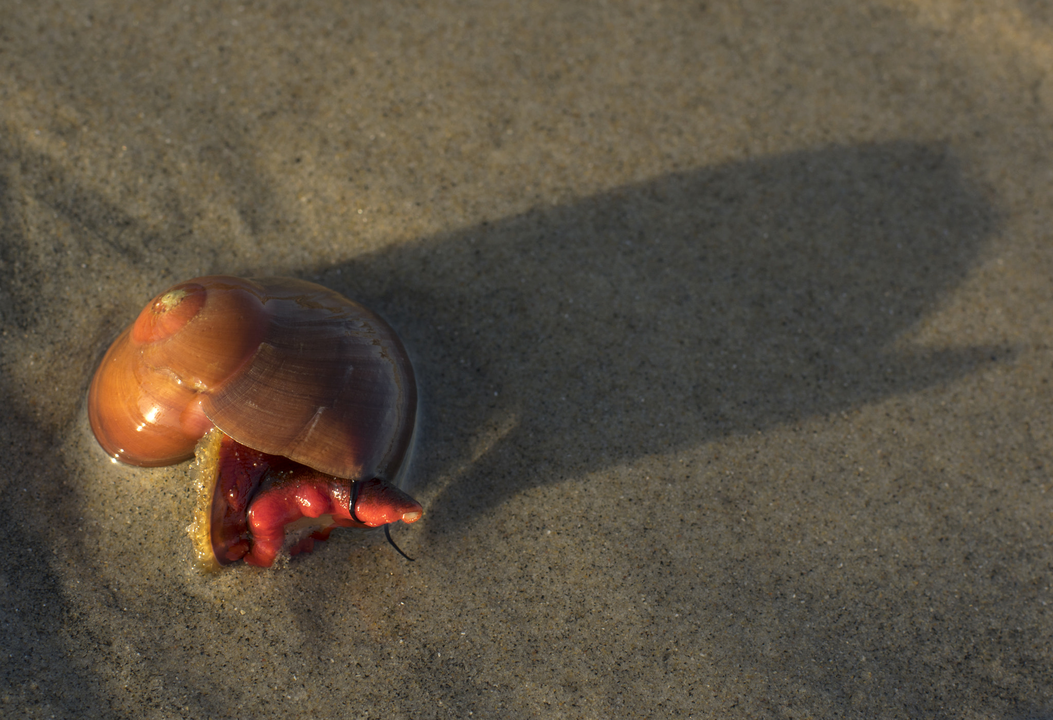 Pentax K-3 II + Pentax smc DA* 55mm F1.4 SDM sample photo. Kelp snail morning photography