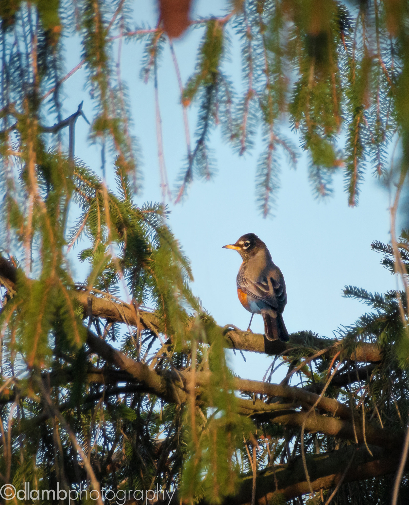 Canon EOS 70D + Sigma 18-250mm F3.5-6.3 DC OS HSM sample photo. Robin in a pine tree photography