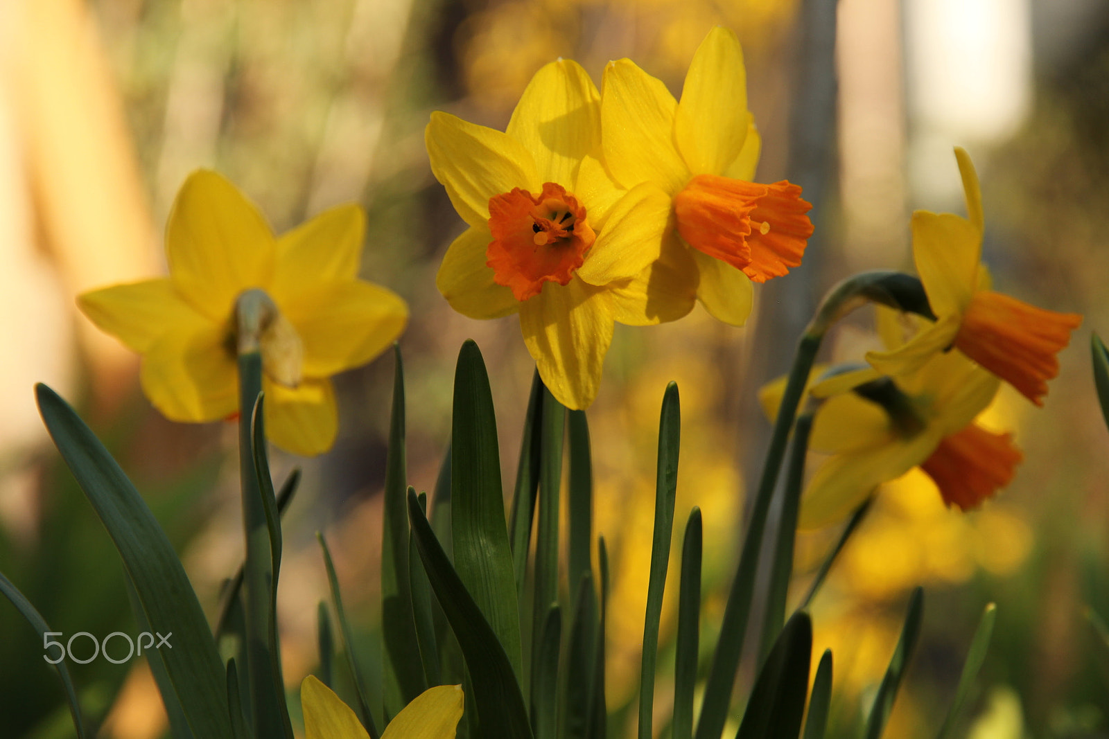 Canon EOS 60D sample photo. Daffodils photography