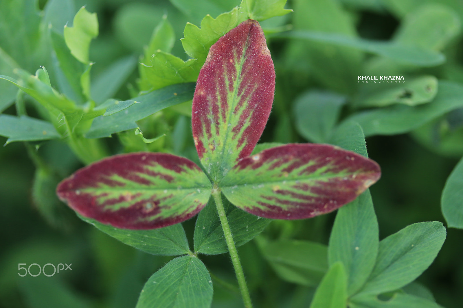 Canon EF-S 60mm F2.8 Macro USM sample photo. Img photography