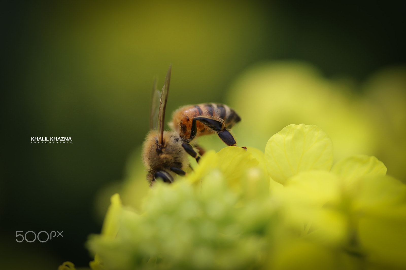 Canon EF-S 60mm F2.8 Macro USM sample photo. Img photography