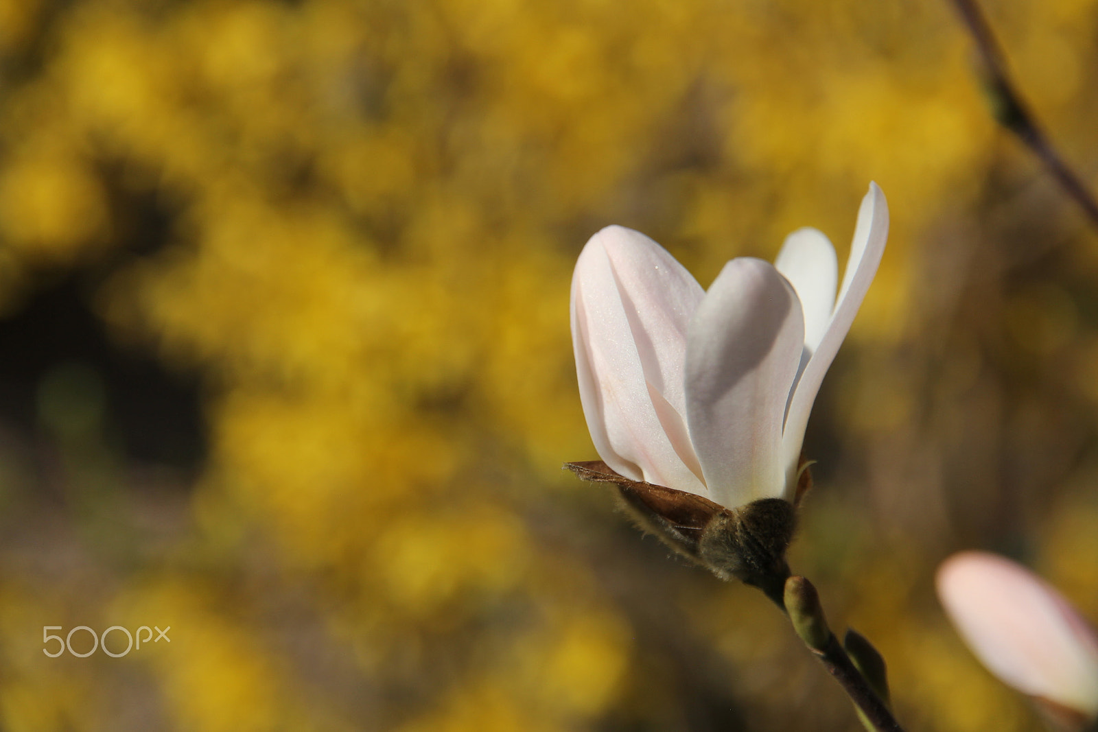 Canon EOS 60D sample photo. Spring awakening photography