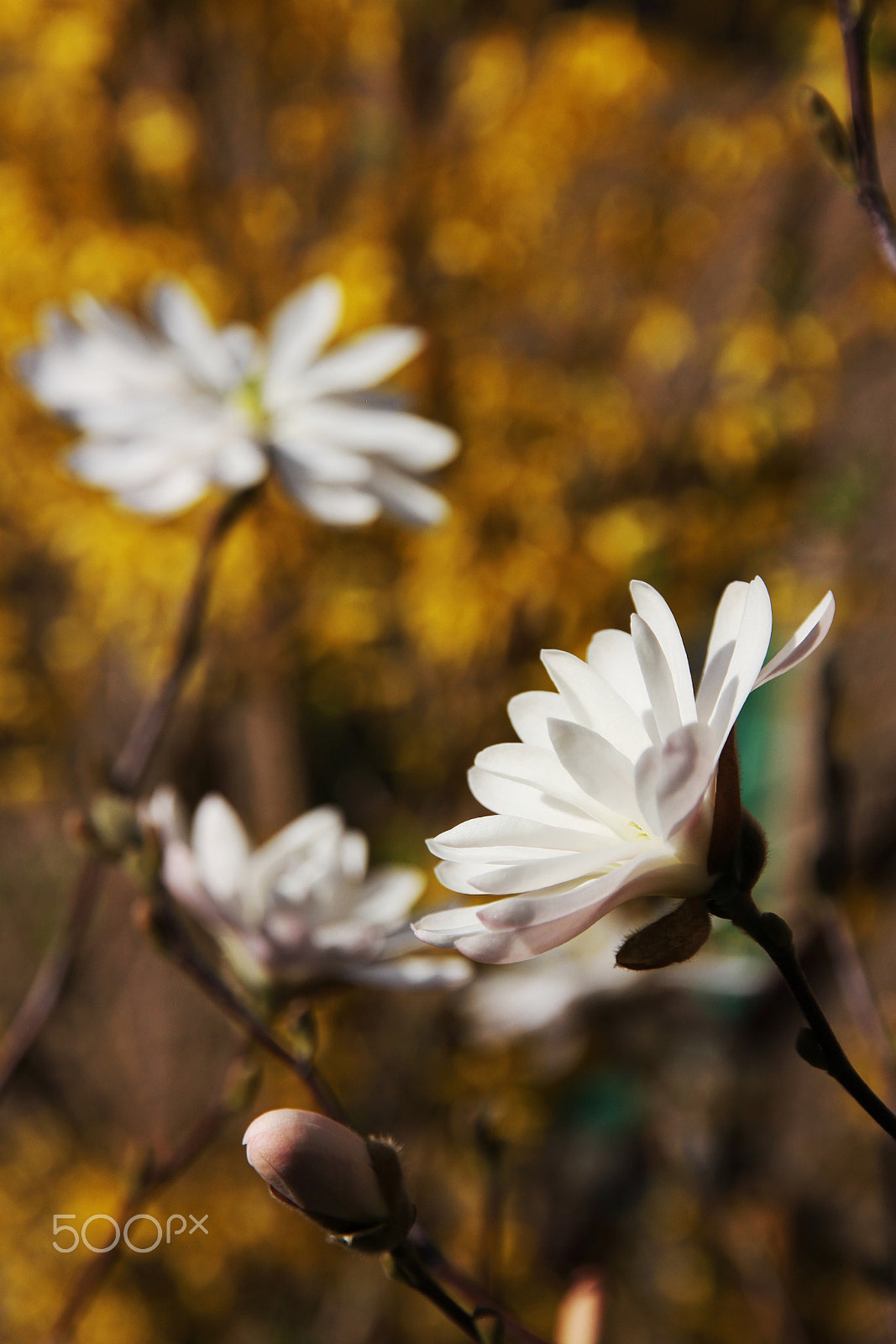 Canon EOS 60D sample photo. Star magnolias photography
