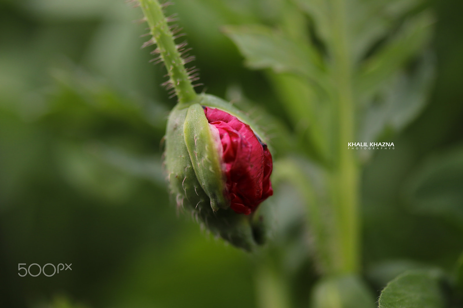 Canon EF-S 60mm F2.8 Macro USM sample photo. Untiteld photography