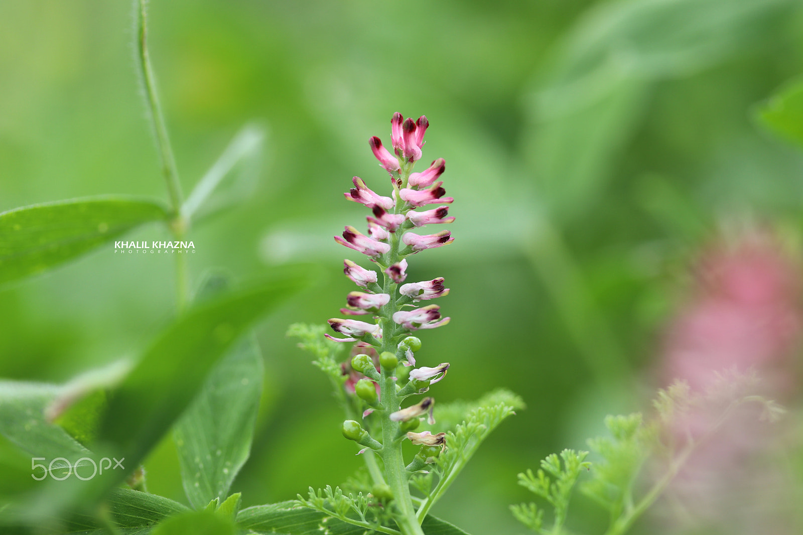 Canon EF-S 60mm F2.8 Macro USM sample photo. Untiteld photography