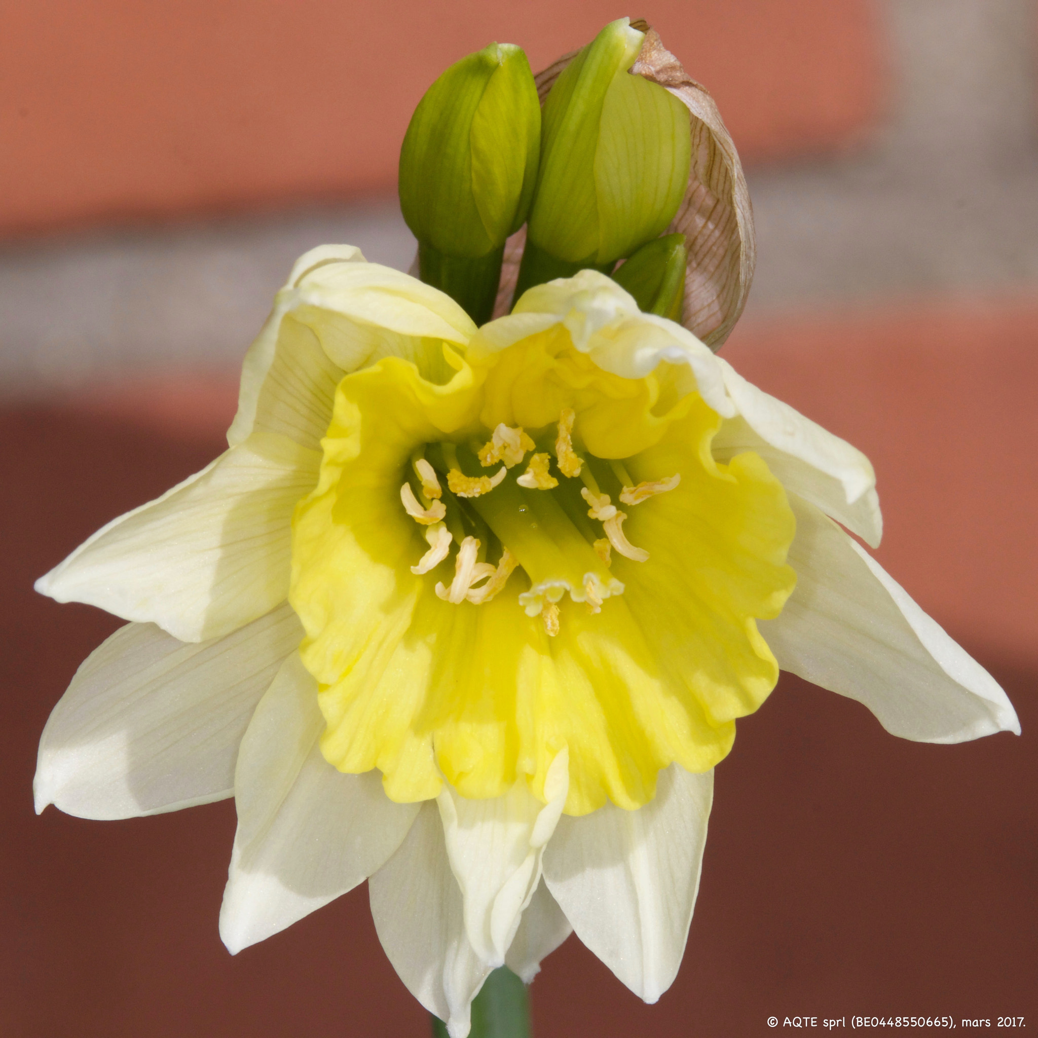 Canon EF 100mm F2.8L Macro IS USM sample photo. Narcisse photography