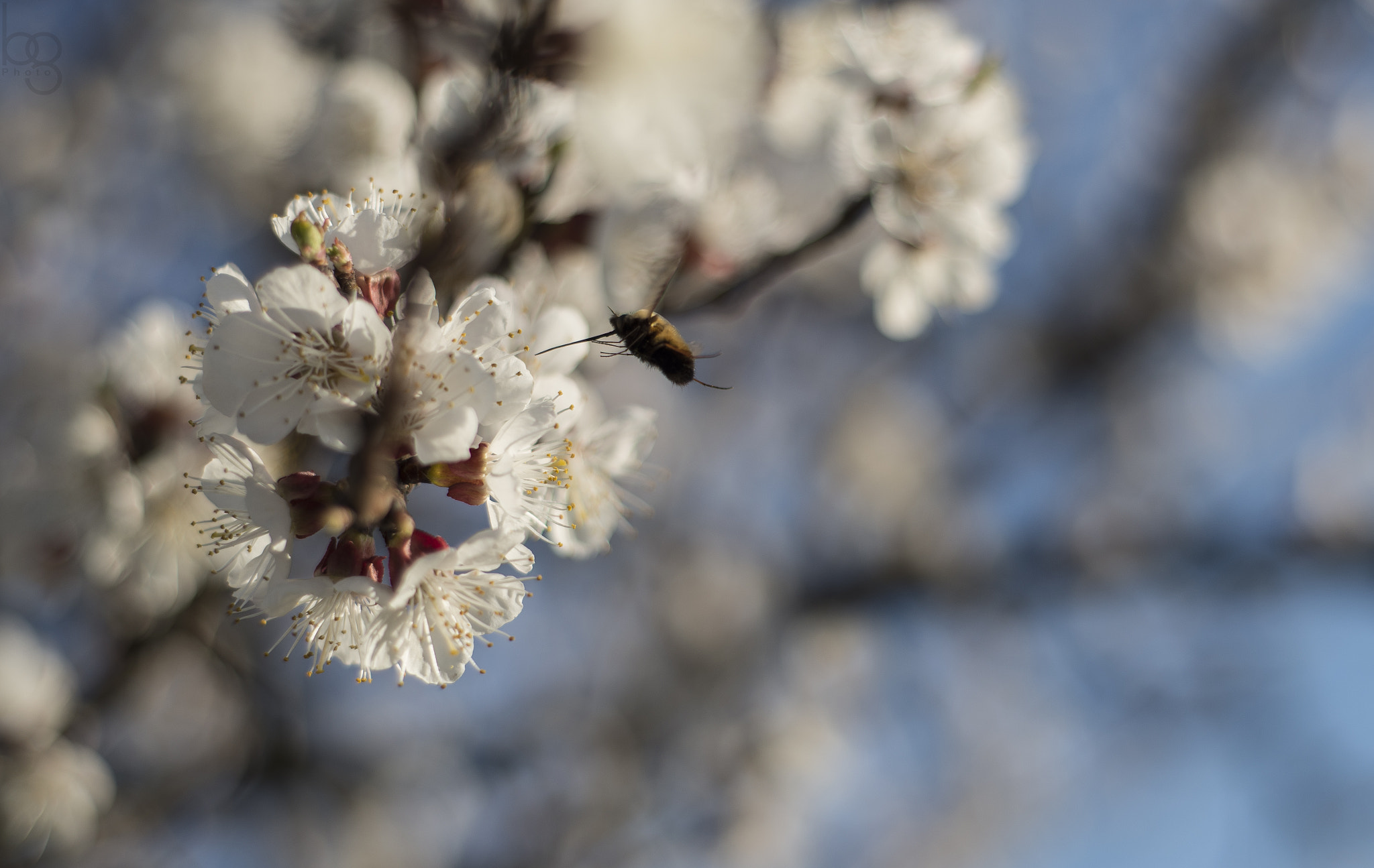 Nikon D610 + Nikon AF Nikkor 50mm F1.8D sample photo. This spring! photography