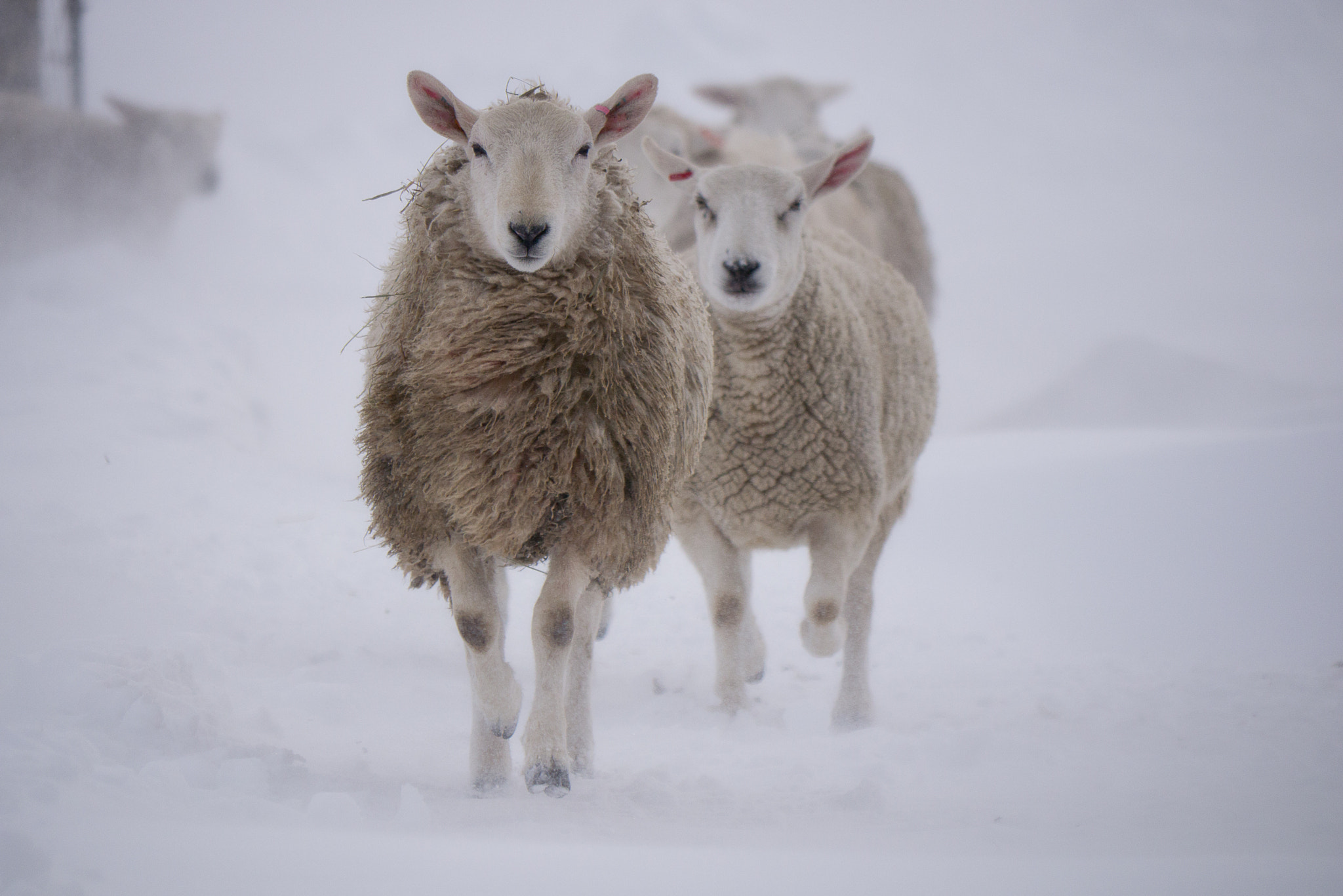 Panasonic Lumix DMC-GX1 sample photo. Sheep in snowstorm photography