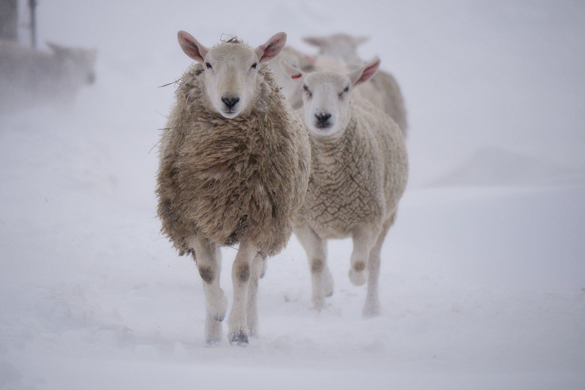 Panasonic Lumix DMC-GX1 + Panasonic Lumix G Vario 100-300mm F4-5.6 OIS sample photo. Sheep in snowstorm photography