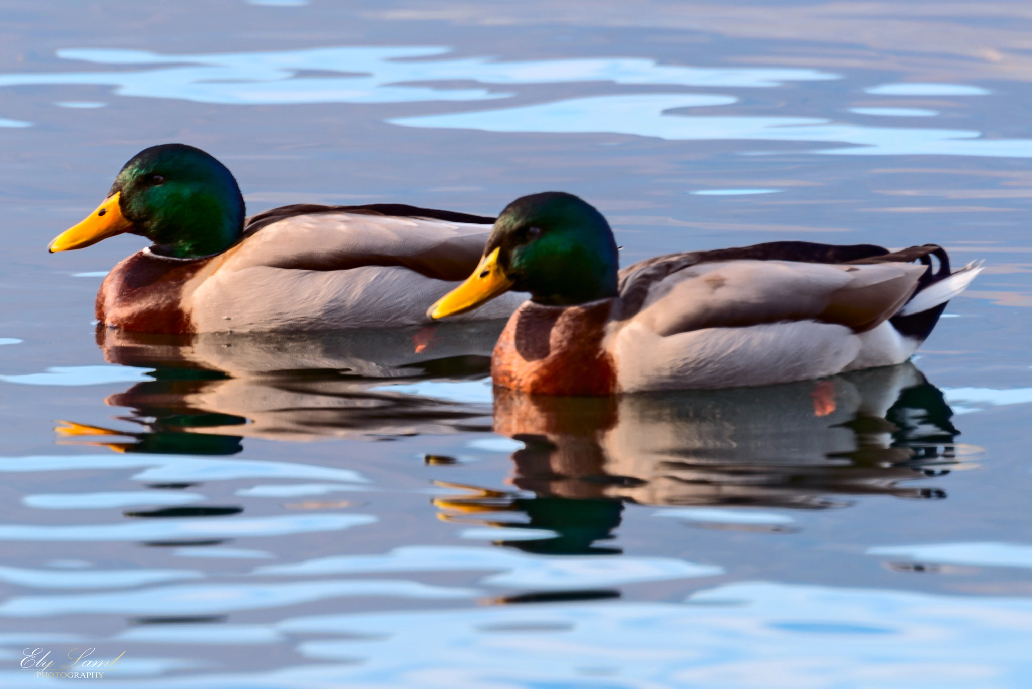 Nikon D800 sample photo. Ducks photography