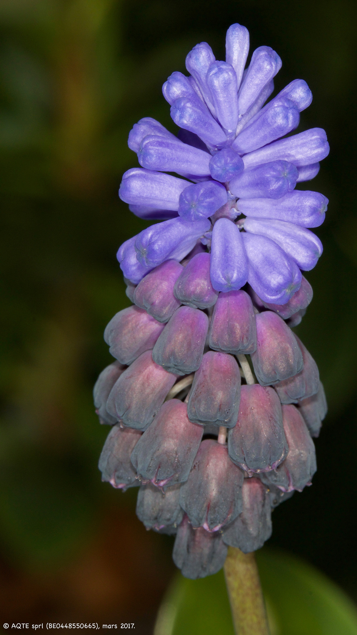 Canon EF 100mm F2.8L Macro IS USM sample photo. Blues photography