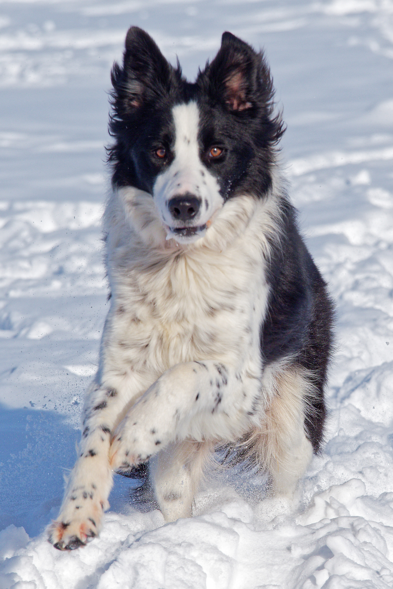 Olympus OM-D E-M1 Mark II + Olympus M.Zuiko Digital ED 40-150mm F2.8 Pro sample photo. Border collie in snow photography