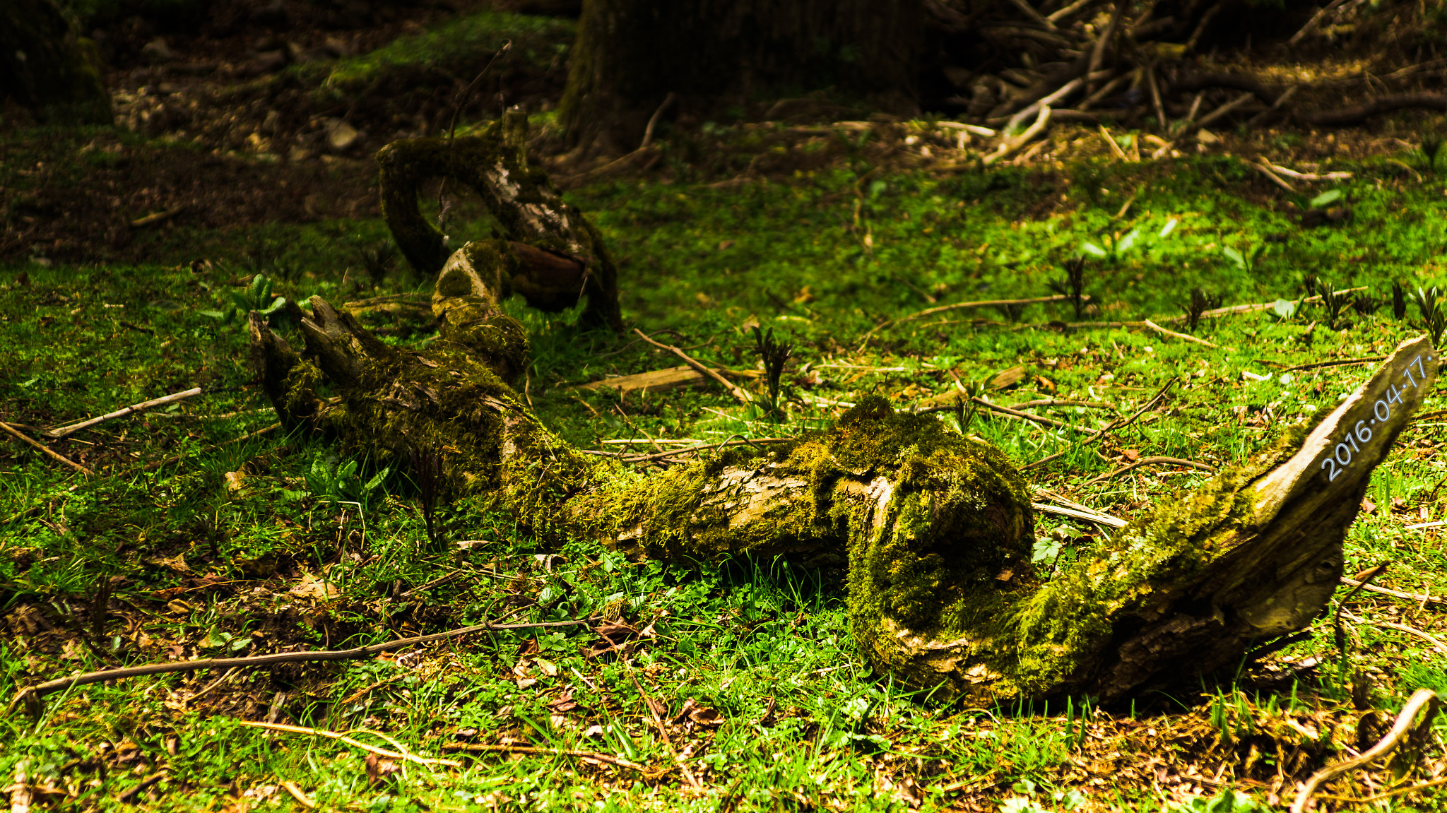 Sony SLT-A57 sample photo. Dead tree photography