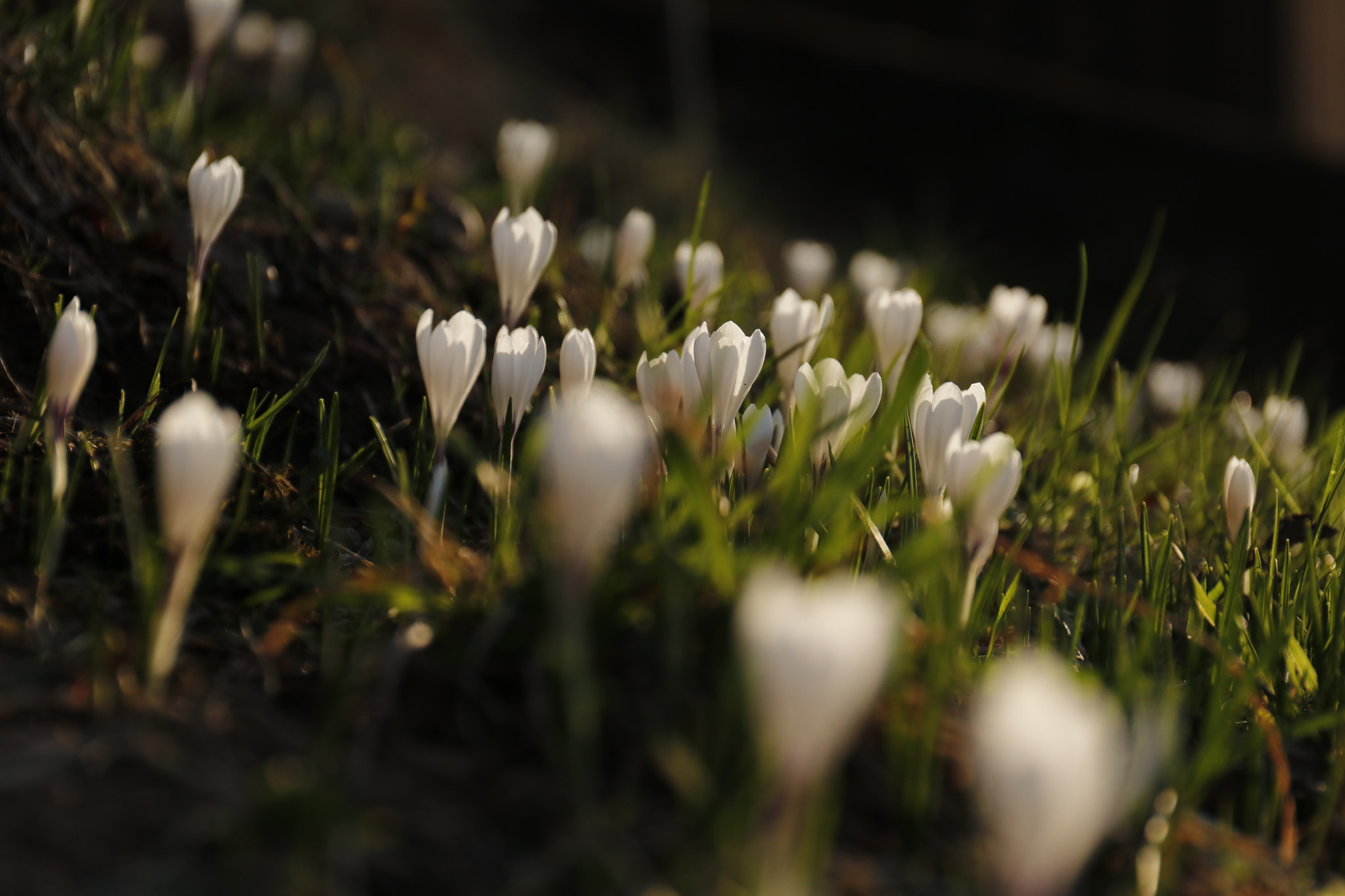 Canon EF 24-70mm F4L IS USM sample photo. Crocus al tramonto photography