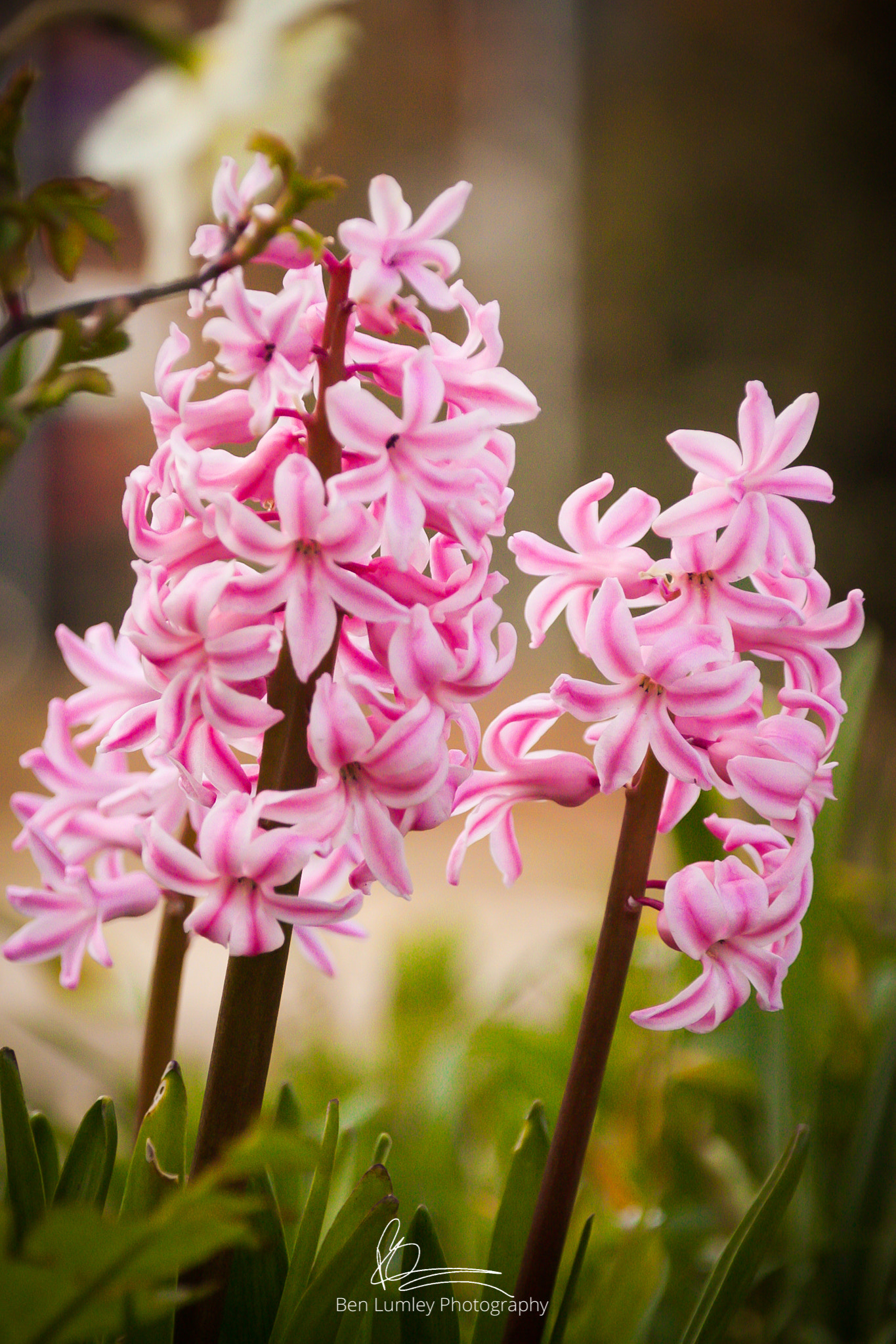 Sigma 18-200mm f/3.5-6.3 DC OS sample photo. Spring flowers  photography