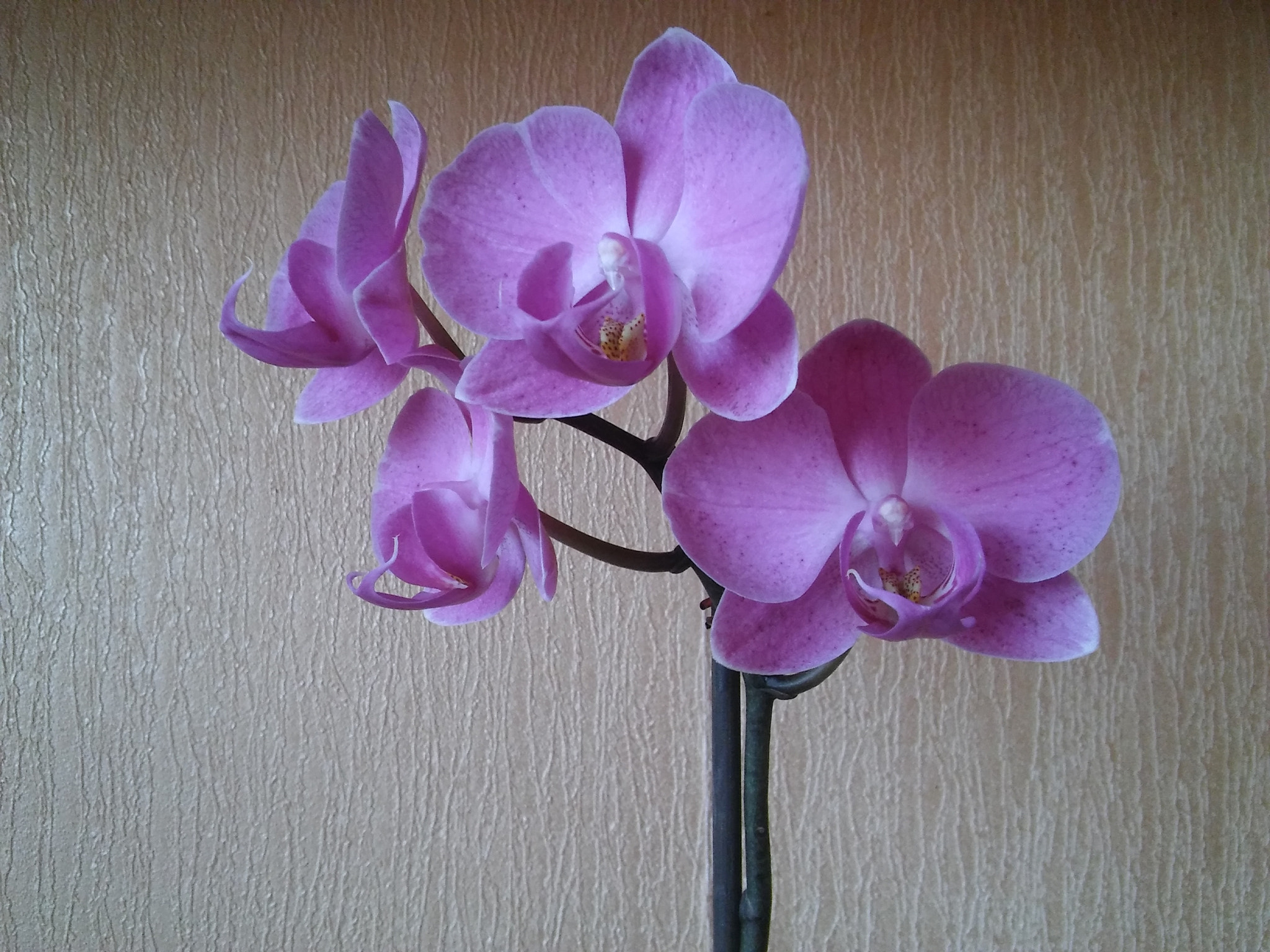 LG SPIRIT 4G LTE sample photo. Orchid photography