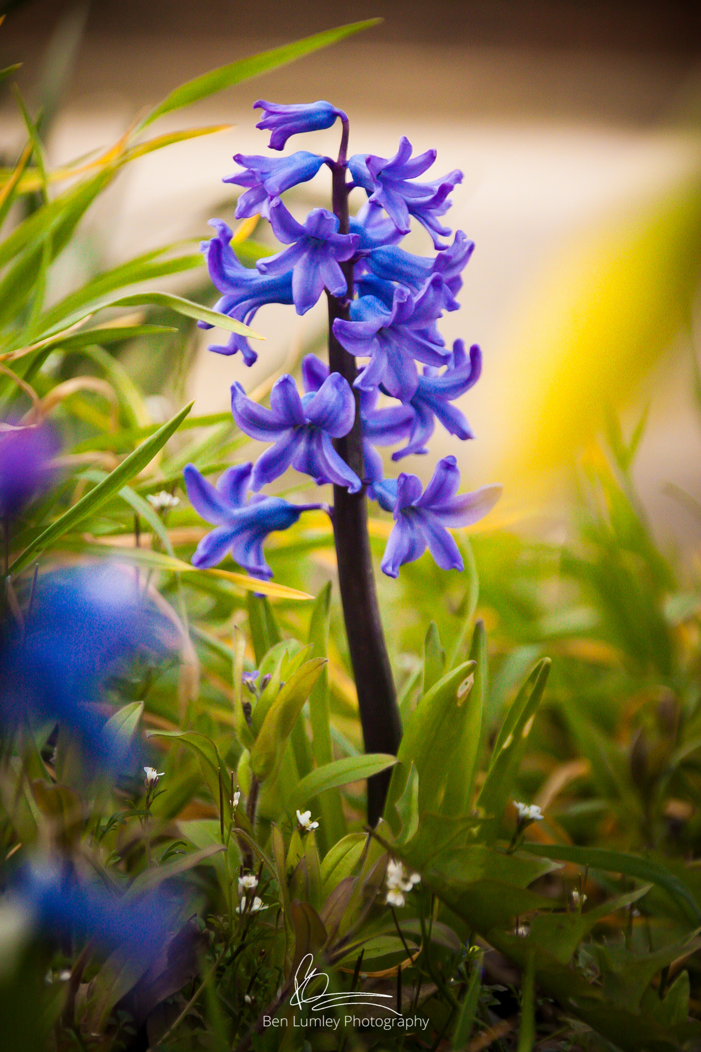 Canon EOS 50D + Sigma 18-200mm f/3.5-6.3 DC OS sample photo. Spring flowers  photography