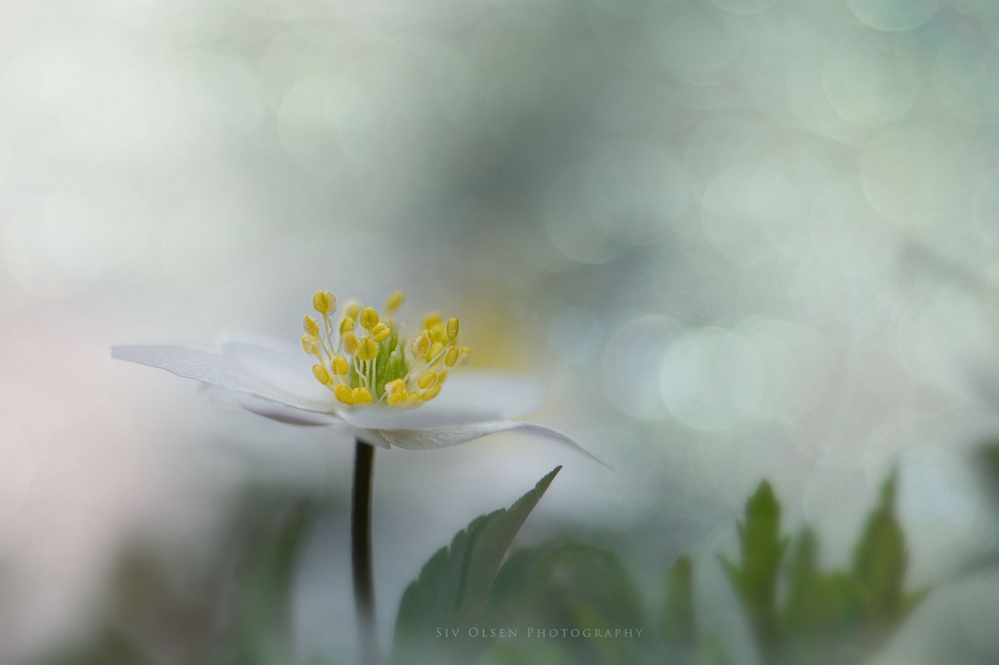 Nikon AF-S Micro-Nikkor 105mm F2.8G IF-ED VR sample photo. ~ spring feeling ~ photography