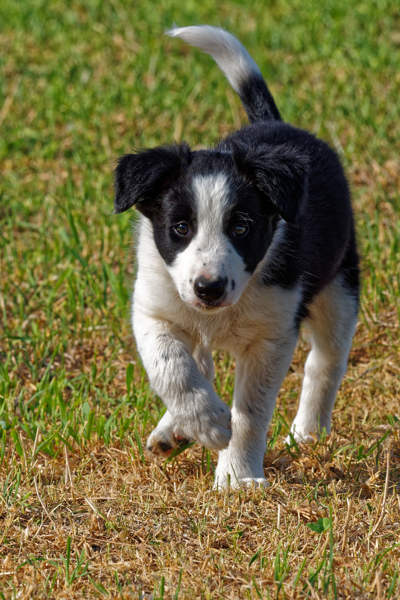 Olympus OM-D E-M1 sample photo. Border collie pup, photography