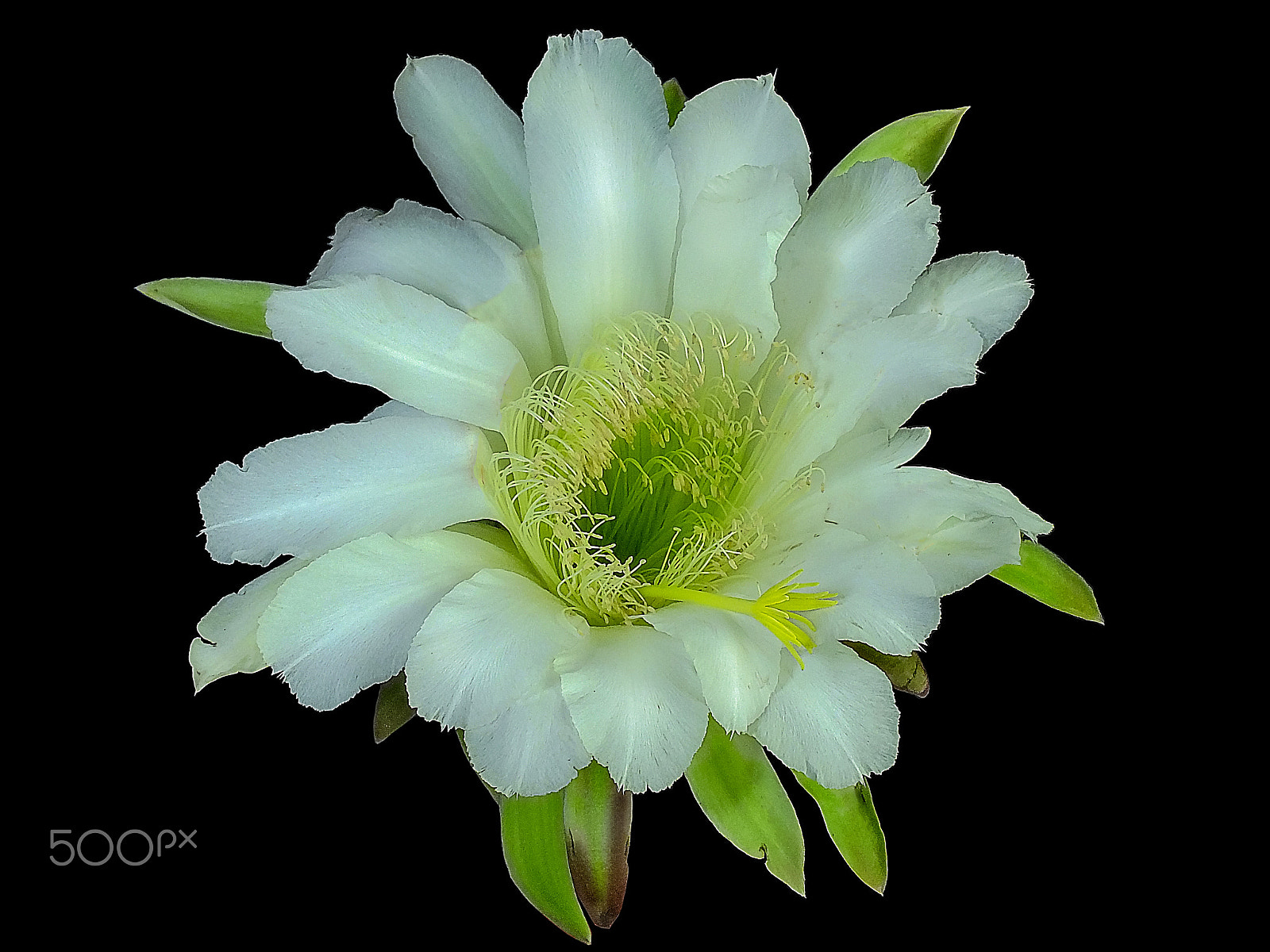 Fujifilm FinePix HS25EXR sample photo. Cactus flower photography