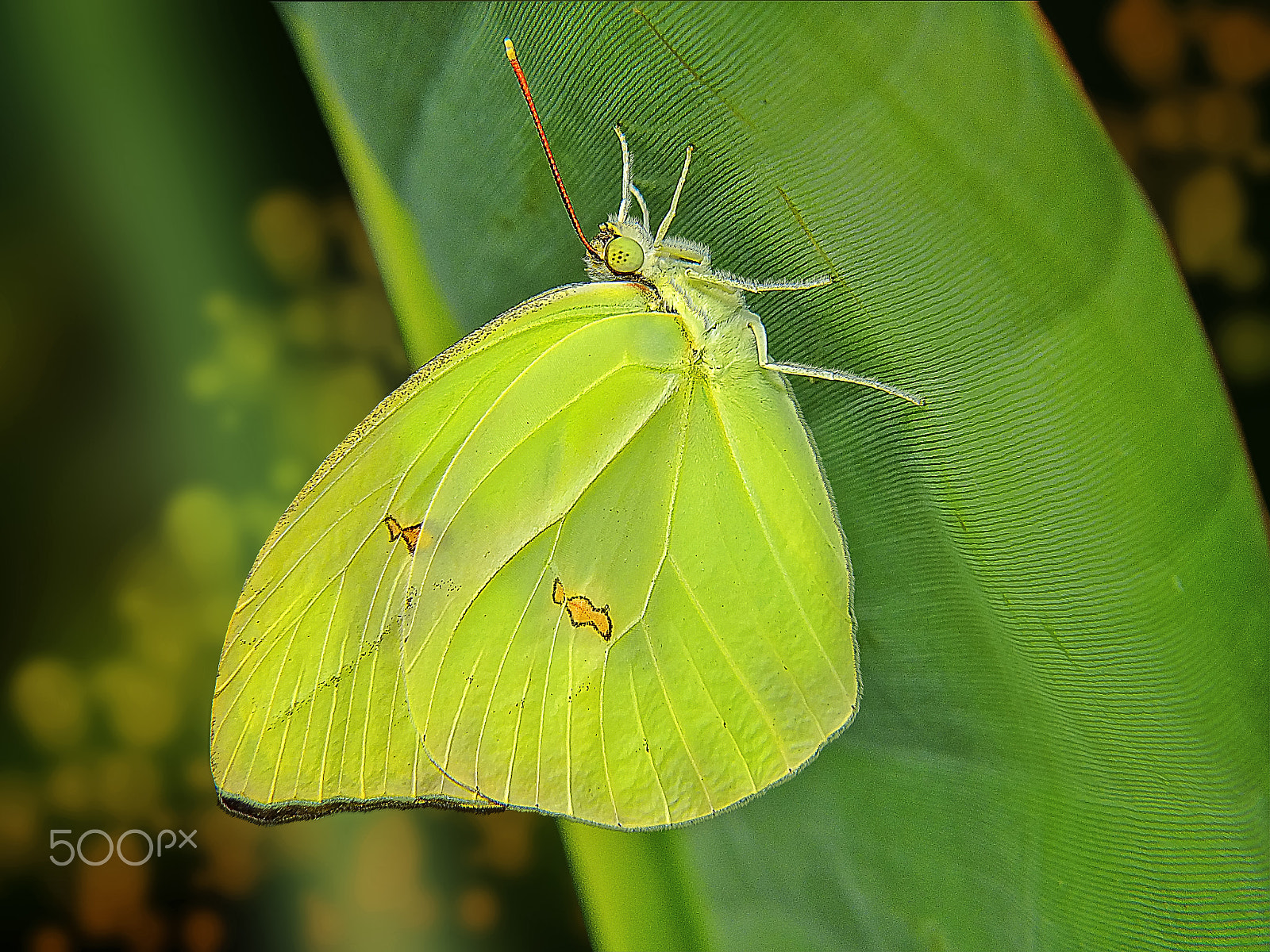 Fujifilm FinePix HS25EXR sample photo. Butterfly photography