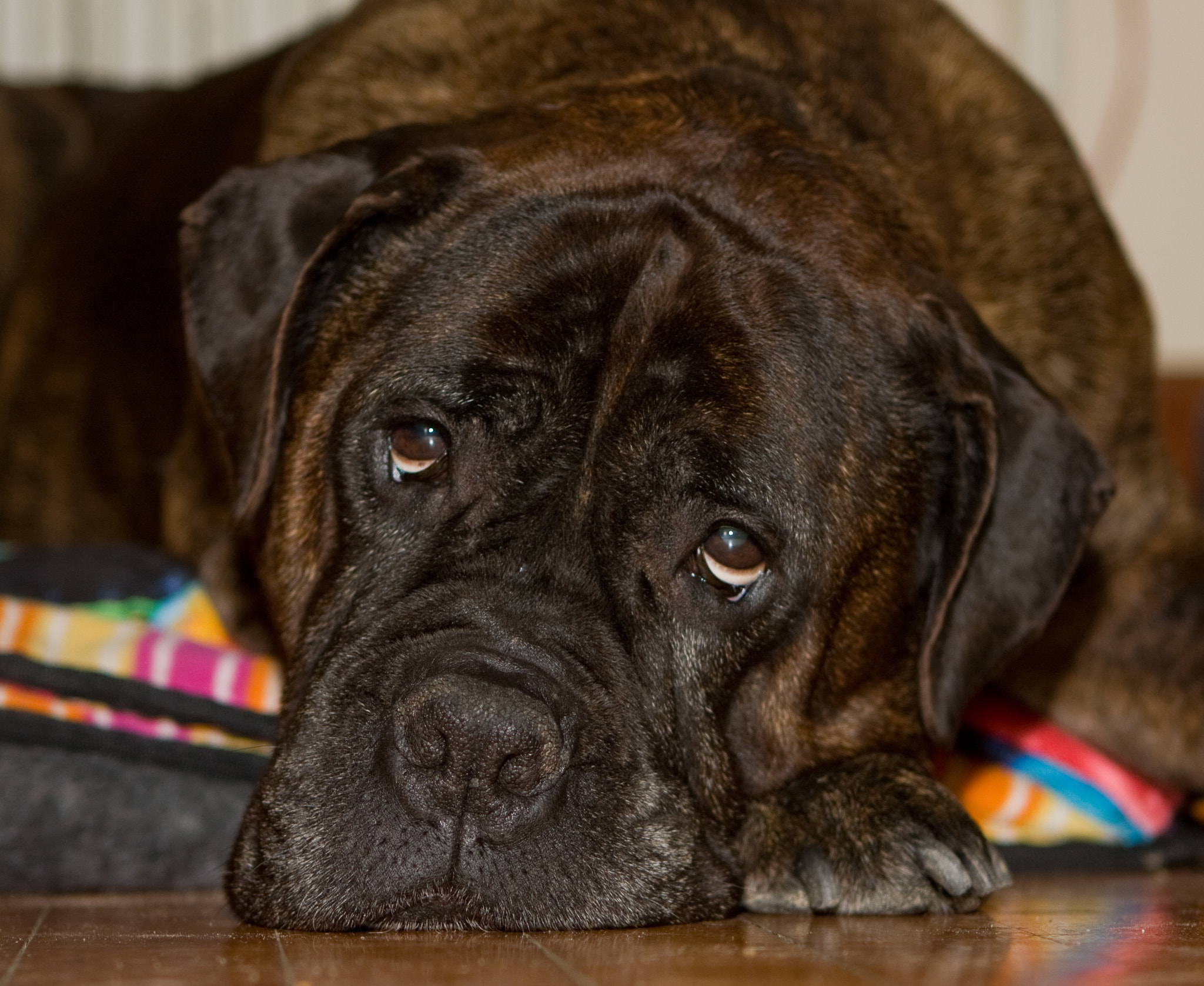 Canon EOS 40D + Canon EF 24-70mm F2.8L USM sample photo. Brindle bullmastiff photography