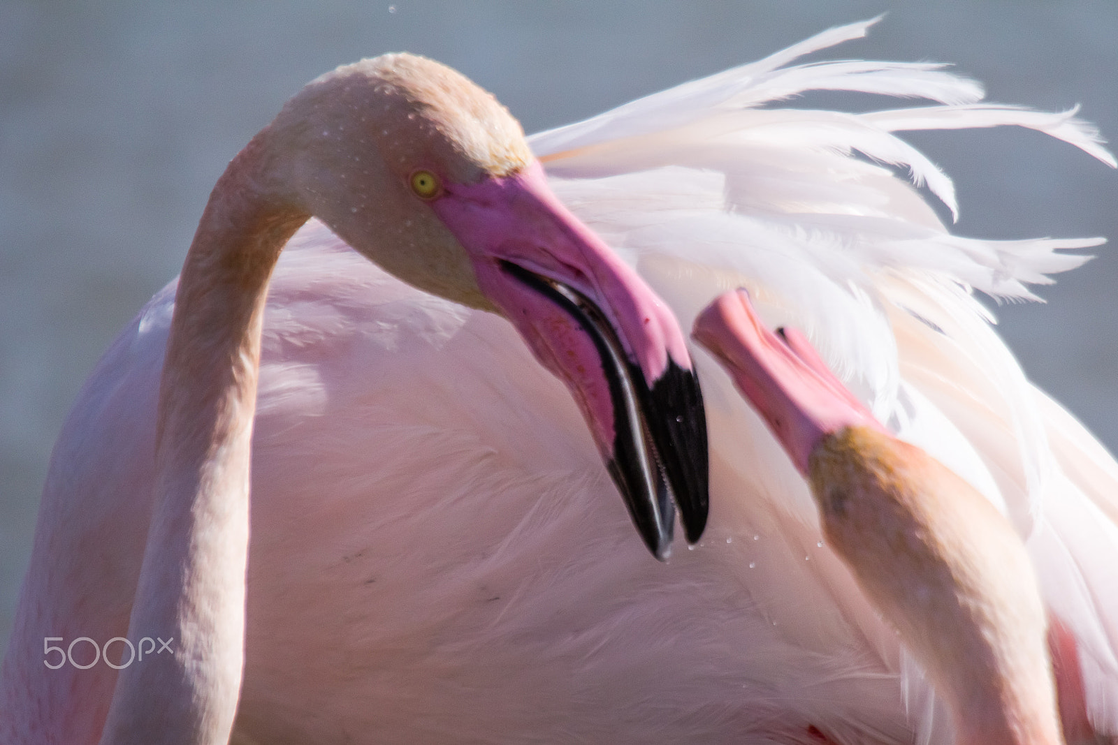 Canon EF 100-400mm F4.5-5.6L IS USM sample photo. Brawl of two flamingos photography