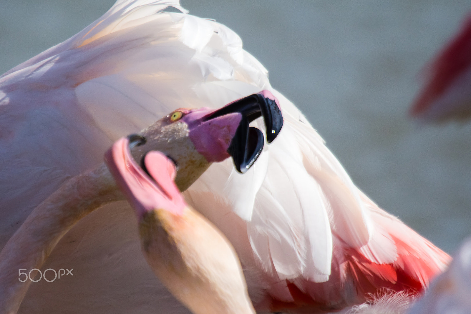 Canon EF 100-400mm F4.5-5.6L IS USM sample photo. Brawl of two flamingos photography