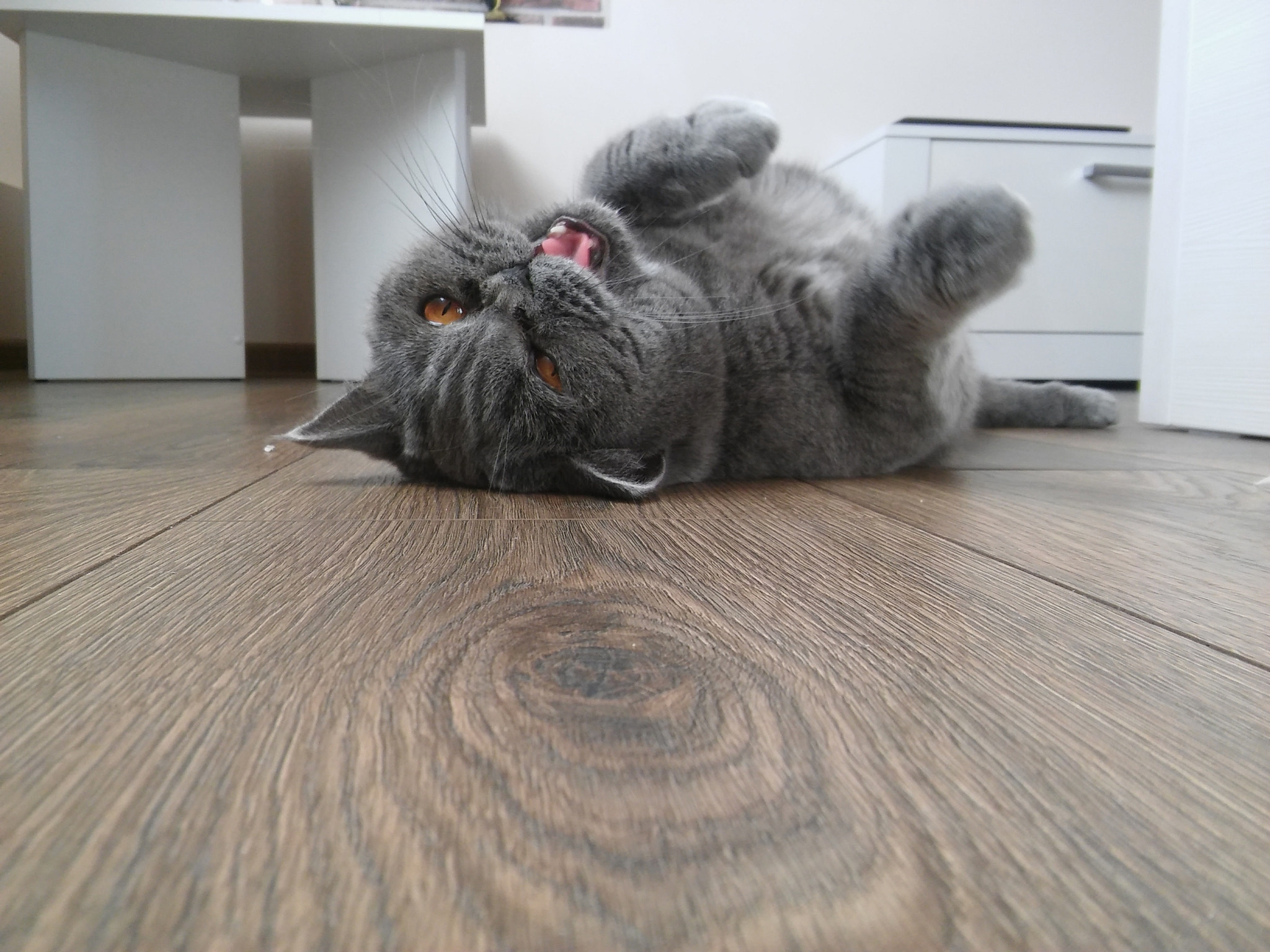 LG SPIRIT 4G LTE sample photo. Meow photography