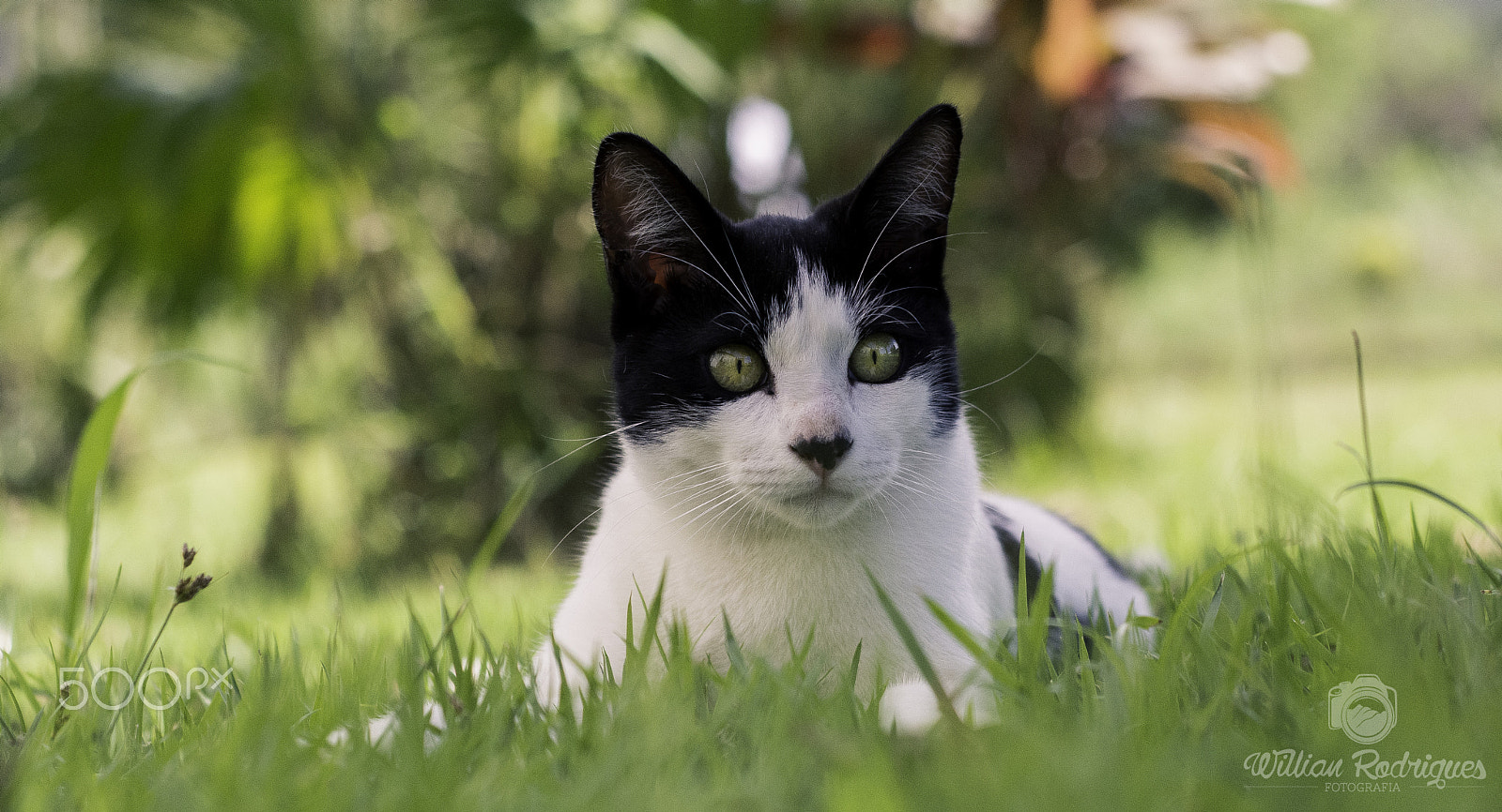 Nikon D7100 + Nikon AF Nikkor 50mm F1.8D sample photo. Romeu - cat photography