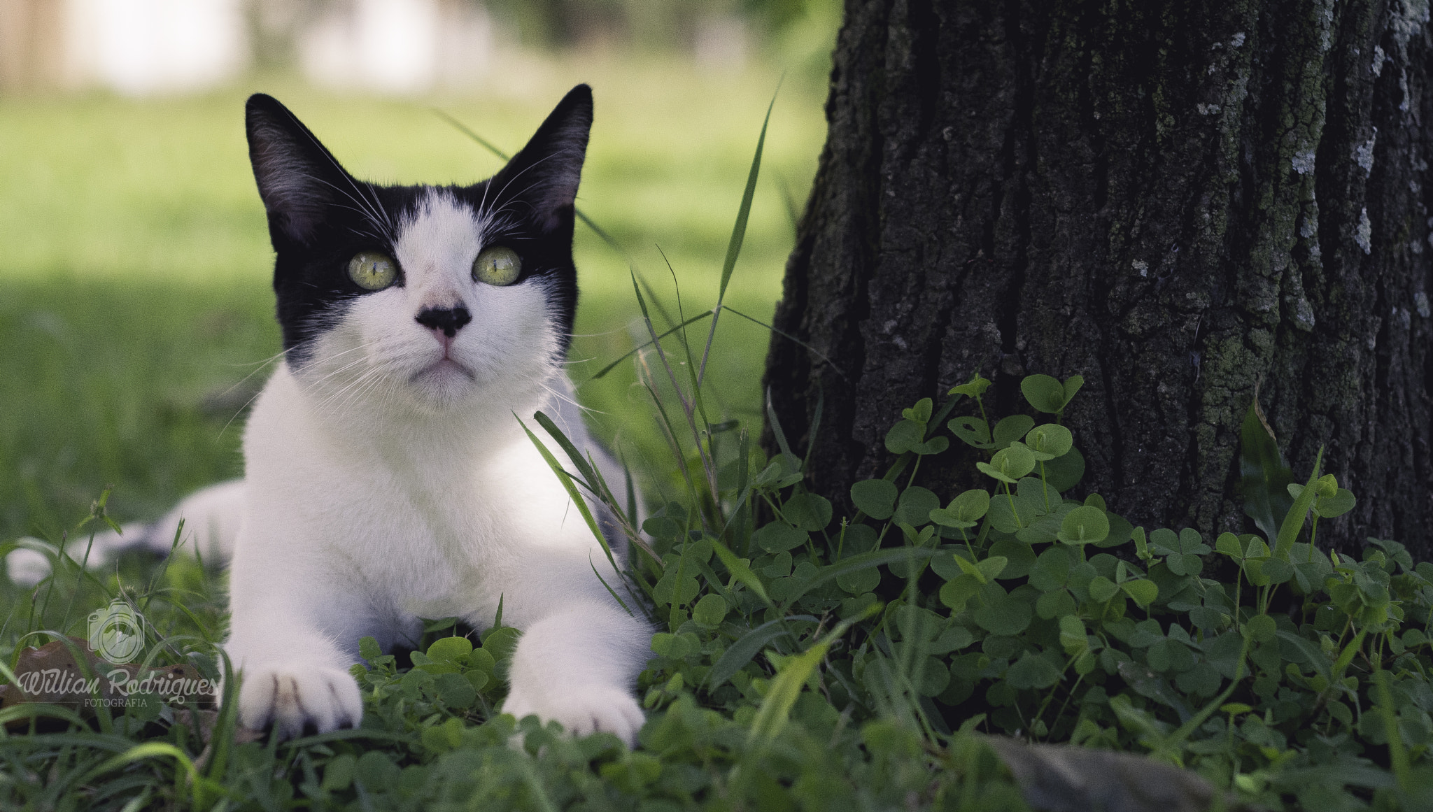 Nikon D7100 + Nikon AF Nikkor 50mm F1.8D sample photo. Romeu - cat photography