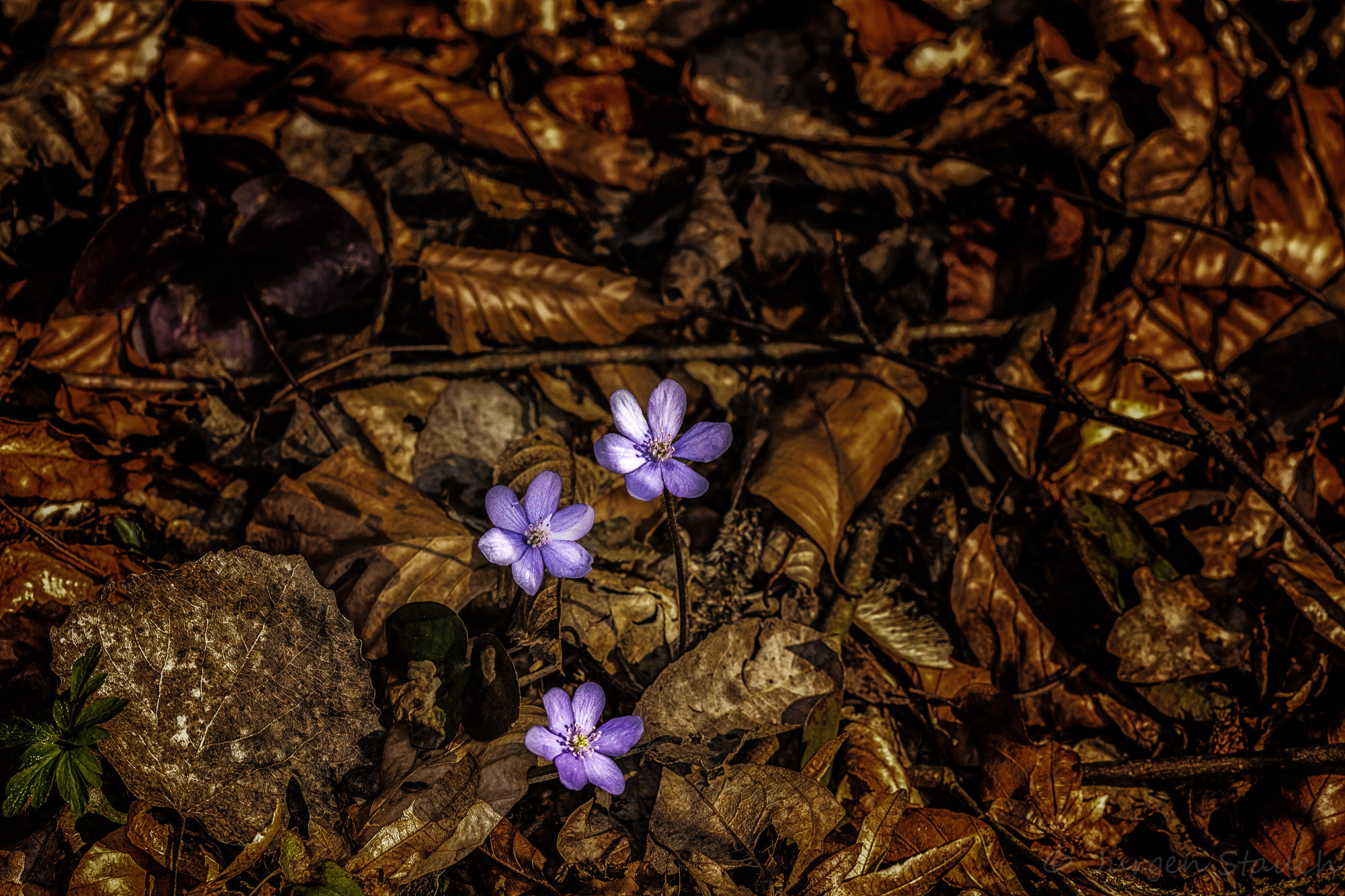 Sigma 105mm F2.8 EX DG OS HSM sample photo. Waldblümchen photography