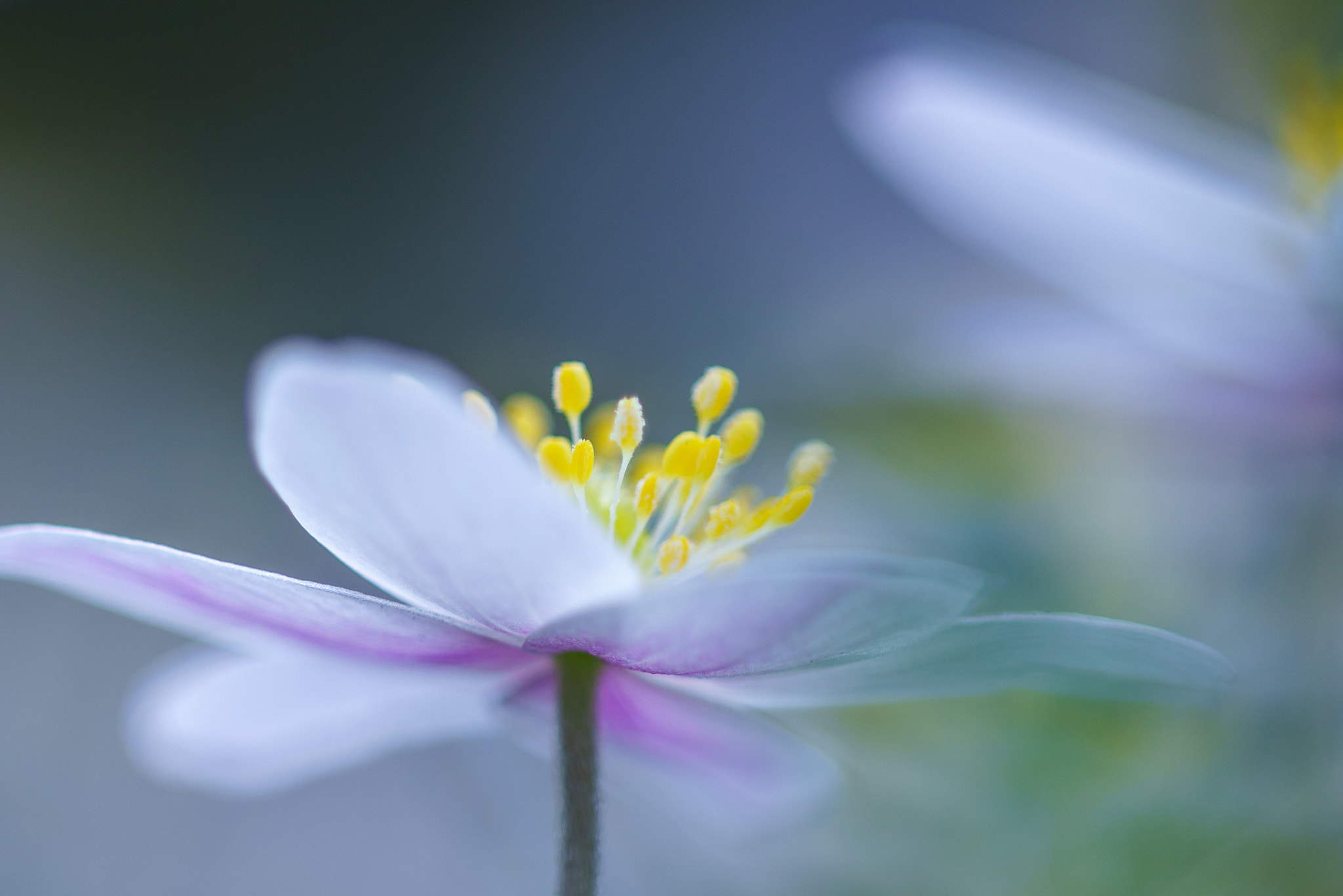 Sigma 150mm F2.8 EX DG Macro HSM sample photo. Wood anemone photography