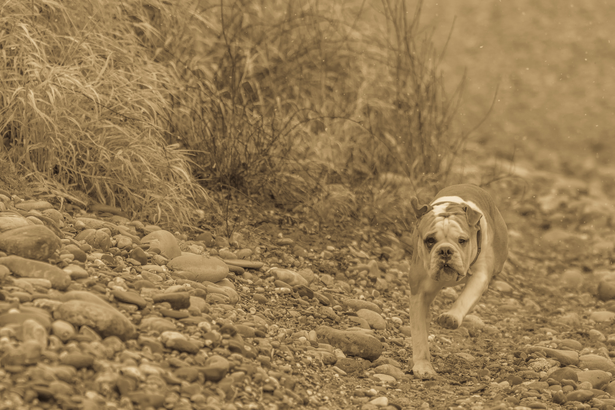 Nikon D7200 + Sigma 150-600mm F5-6.3 DG OS HSM | C sample photo. Dog runs along the way photography