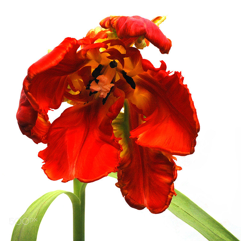 Nikon AF Micro-Nikkor 60mm F2.8D sample photo. Curvy parrot tulip… photography
