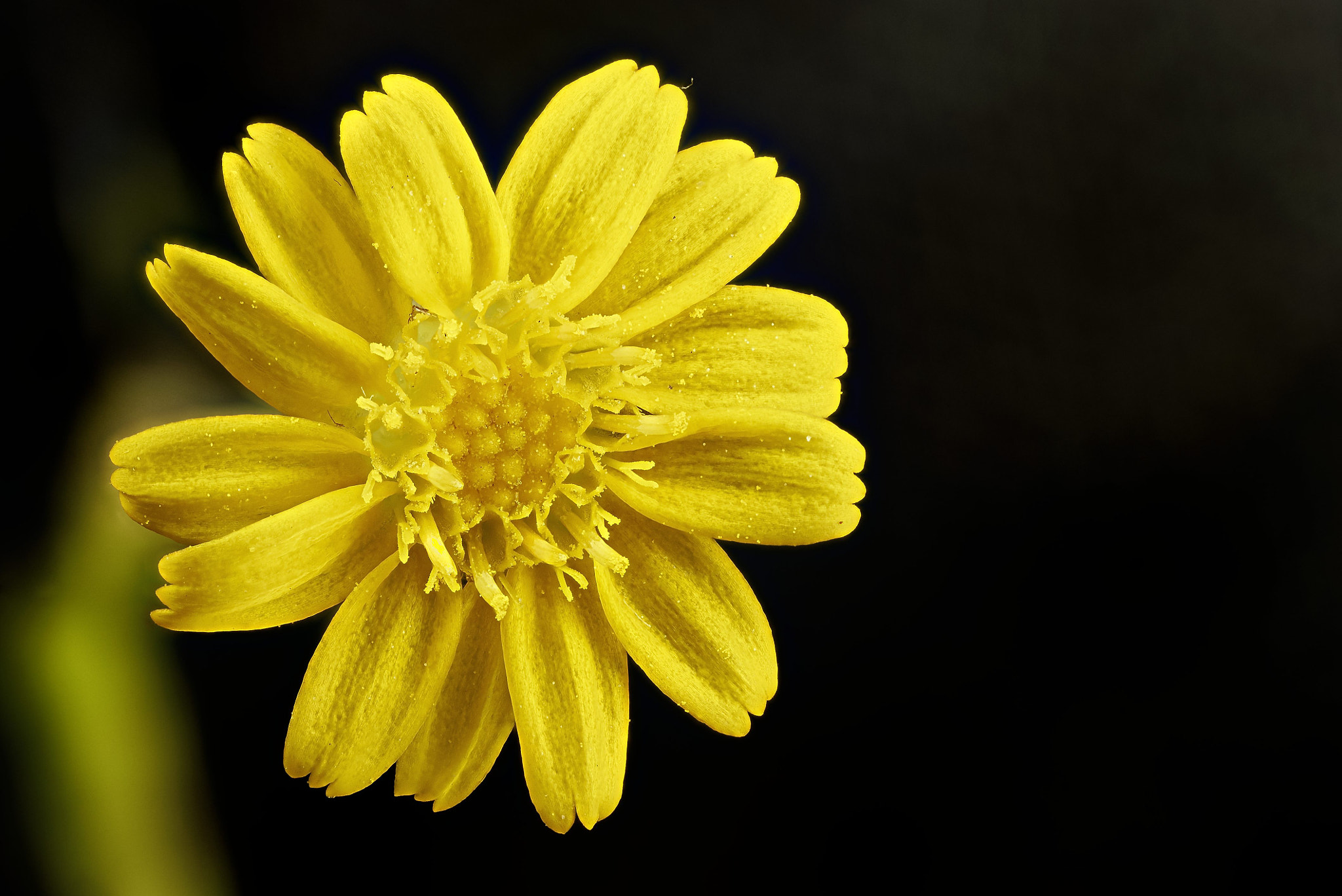 Sony a7S + Sony DT 50mm F1.8 SAM sample photo. Flor amarilla photography