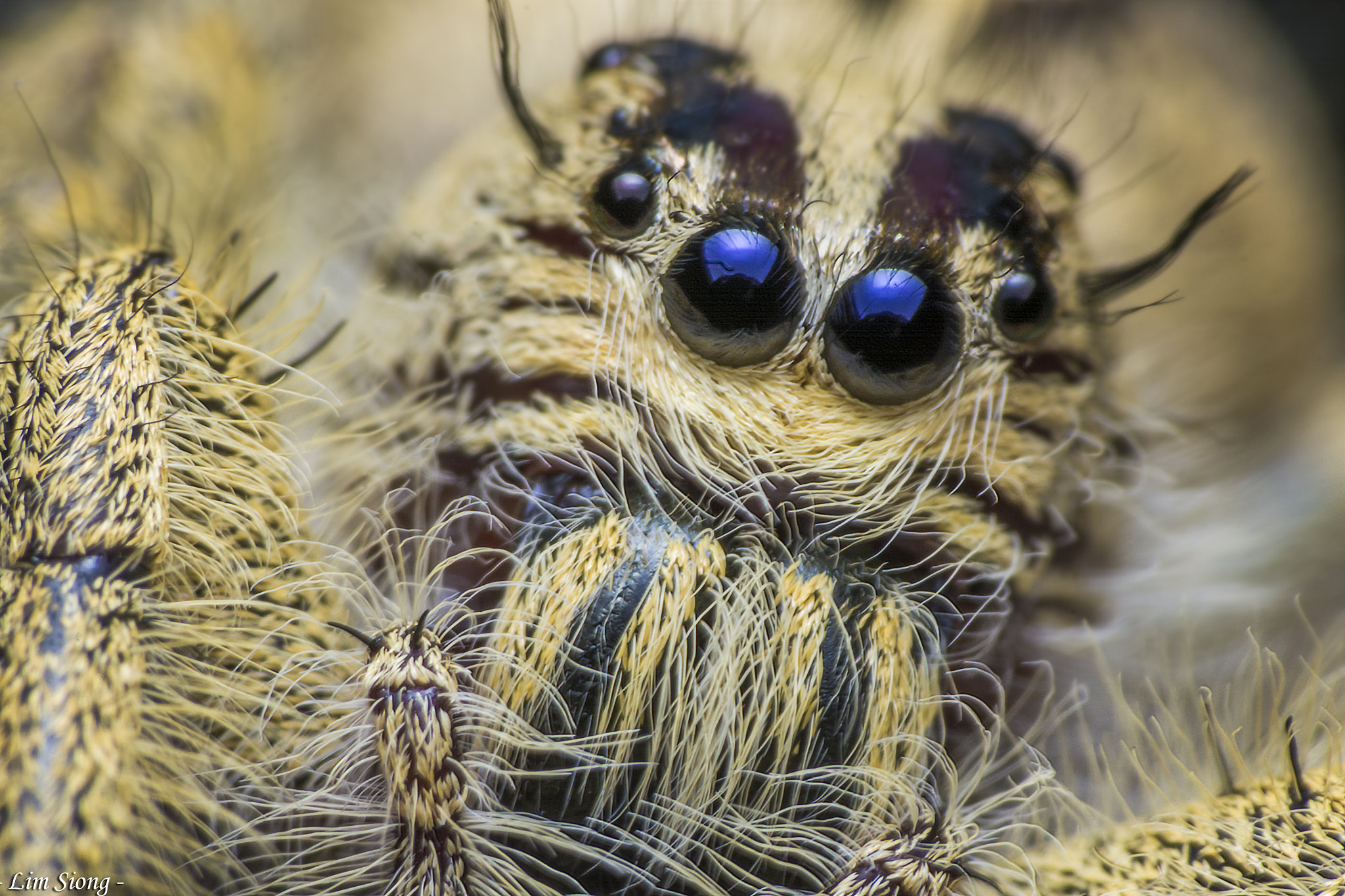 Sigma 70-300mm F4-5.6 APO DG Macro sample photo. Portrait of jumping spider photography