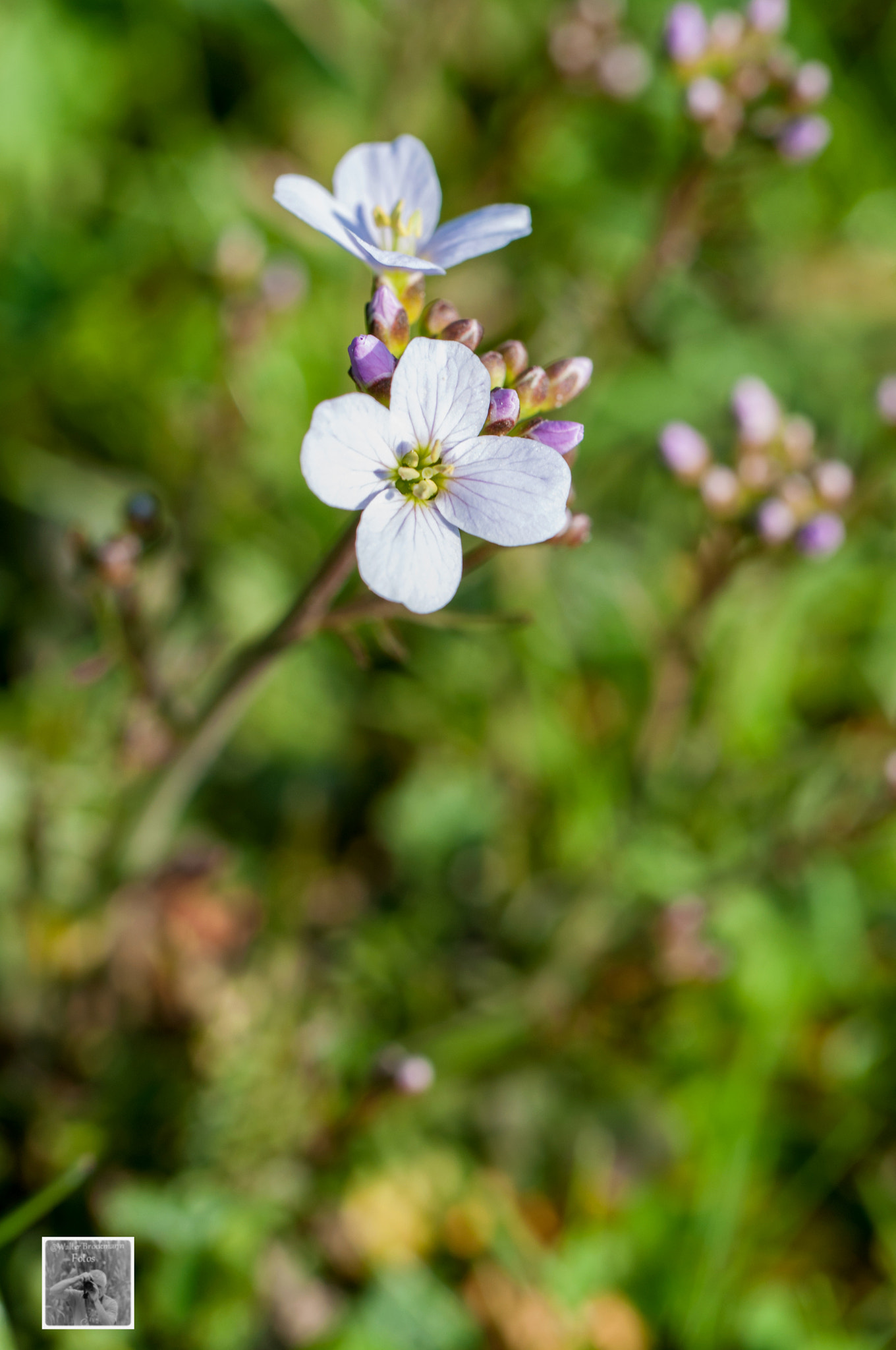Nikon D5000 sample photo. Tamron 60mm 2.0 macro photography