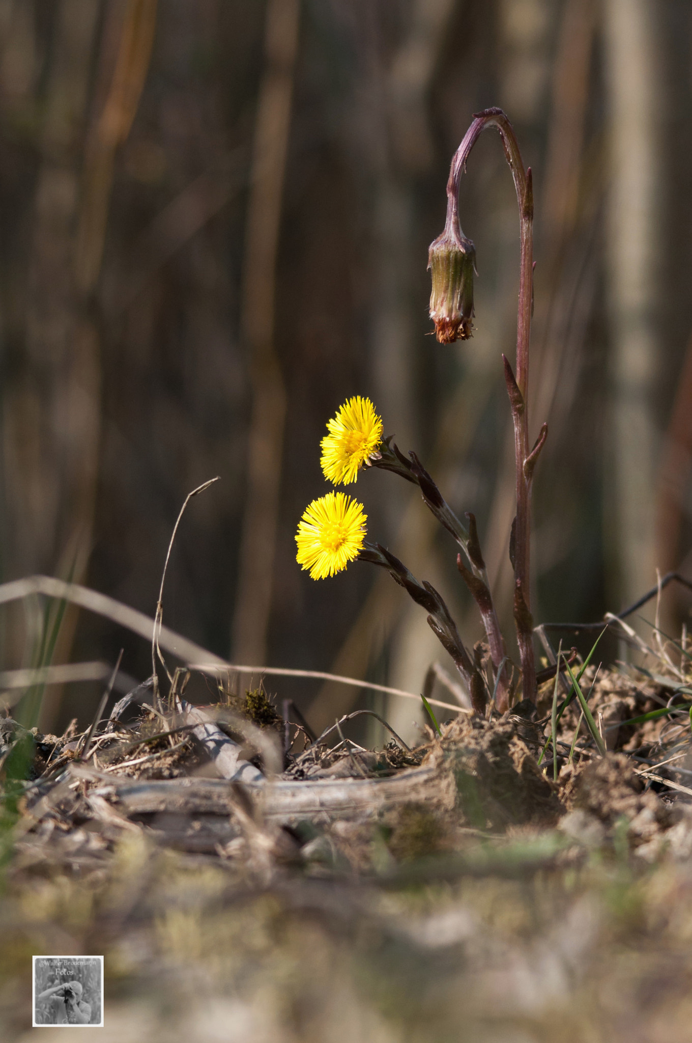 Nikon D5000 + Sigma 150-500mm F5-6.3 DG OS HSM sample photo. Tamron 60mm 2.0 macro photography