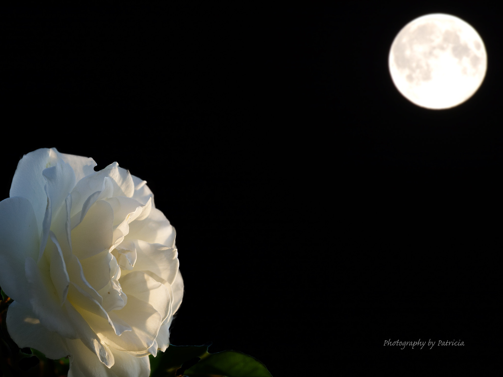 Panasonic Lumix G Vario 45-200mm F4-5.6 OIS sample photo. Moon rose photography