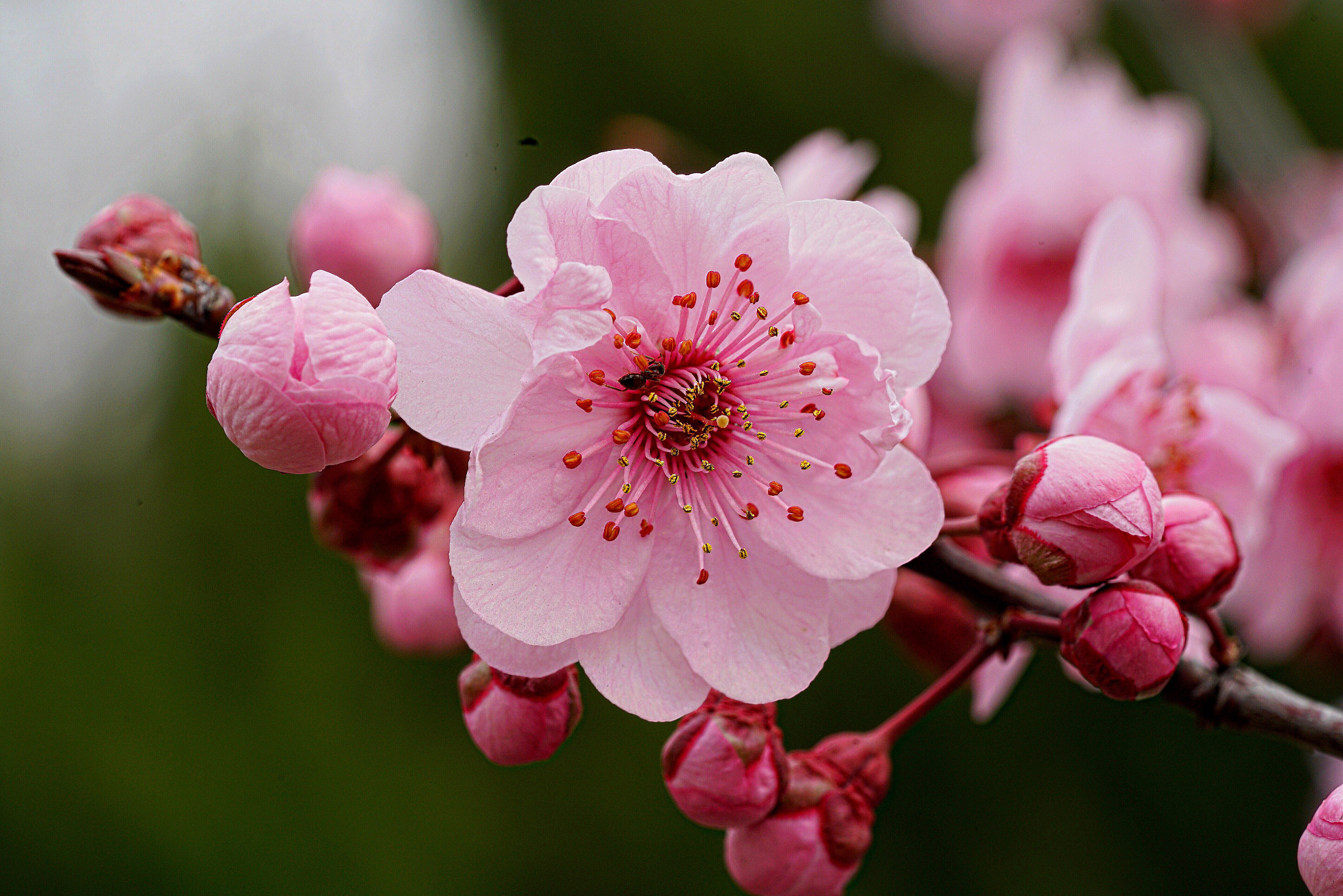 Sony a7R II + Sony FE 90mm F2.8 Macro G OSS sample photo