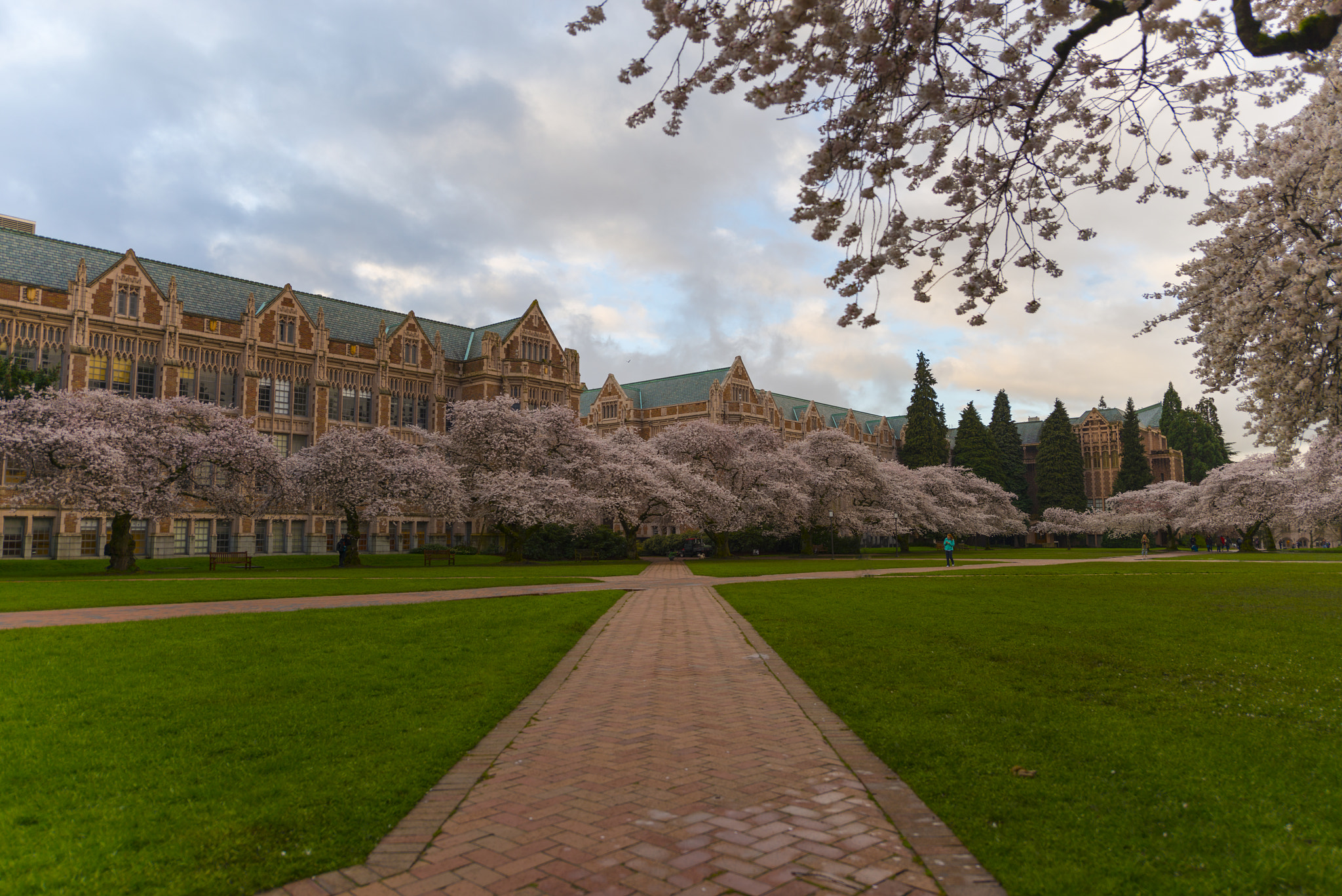 Nikon AF-S Nikkor 14-24mm F2.8G ED sample photo. Uw cherry blossom photography