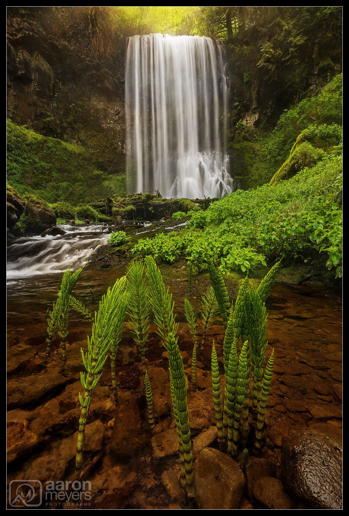 Nikon D800 sample photo. Birth of a forest photography