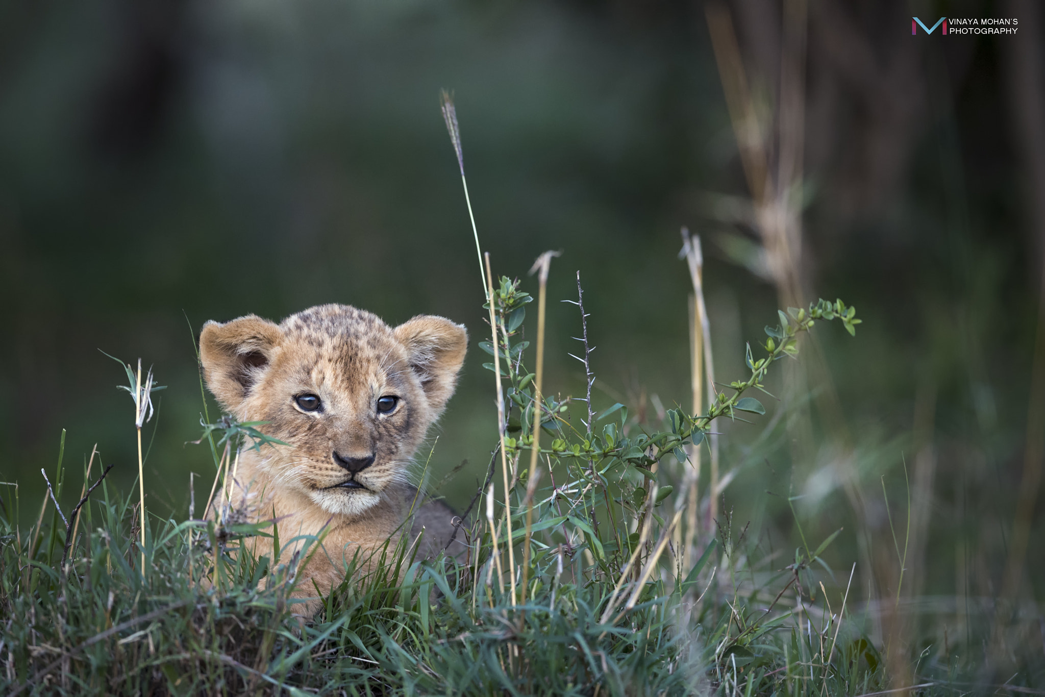 Nikon AF-S Nikkor 400mm F2.8E FL ED VR sample photo. Lion cub photography