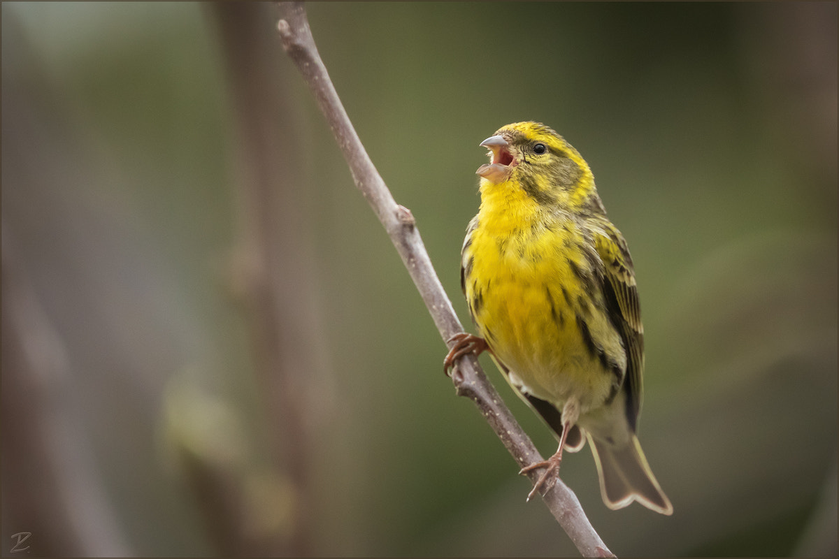 Canon EOS 7D Mark II + Canon EF 400mm F4 DO IS II USM sample photo. Girlitz - european serin photography