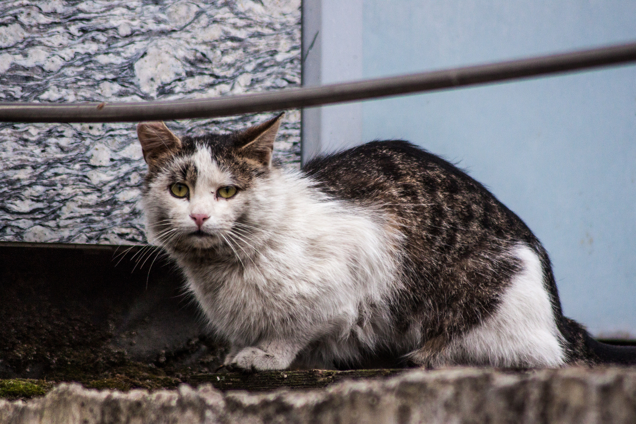 Canon EOS 500D (EOS Rebel T1i / EOS Kiss X3) sample photo. Cat photography