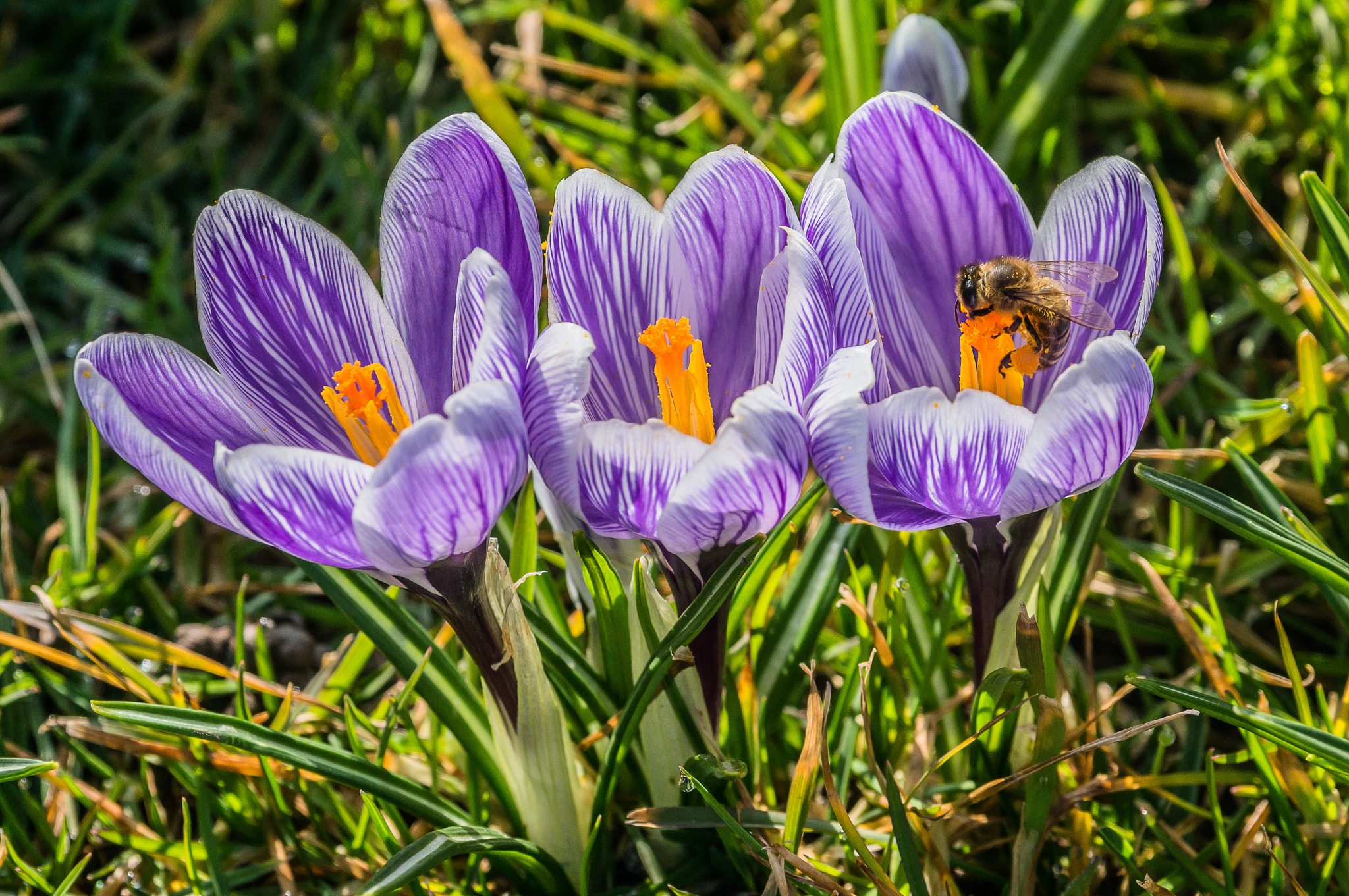 Sony Alpha NEX-6 sample photo. Springtime at last photography