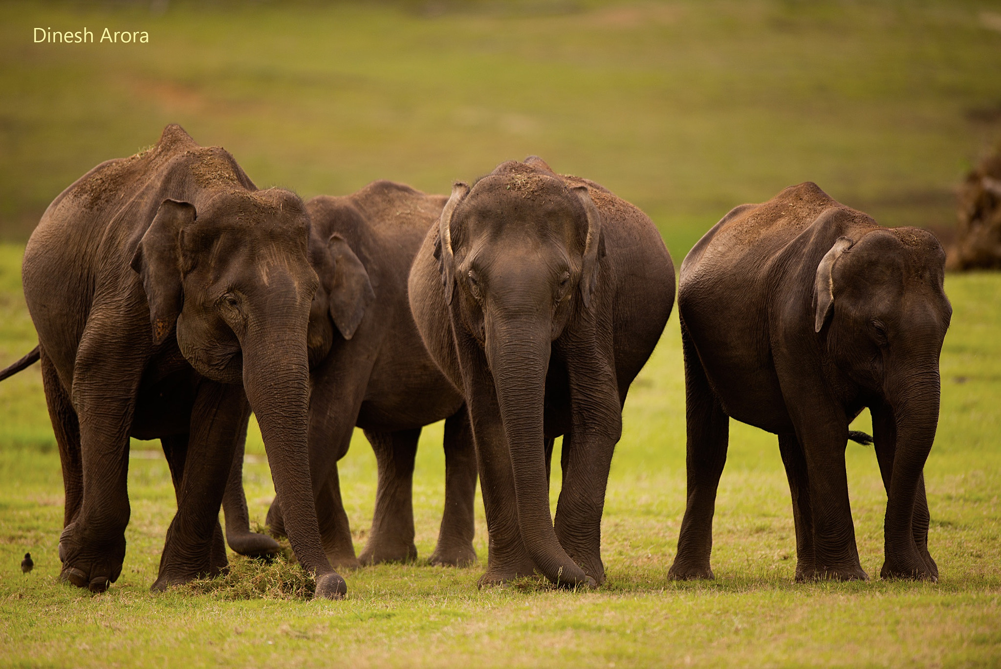 Nikon AF-S Nikkor 600mm F4G ED VR sample photo. A herd of the indian elephants.... #kabini photography