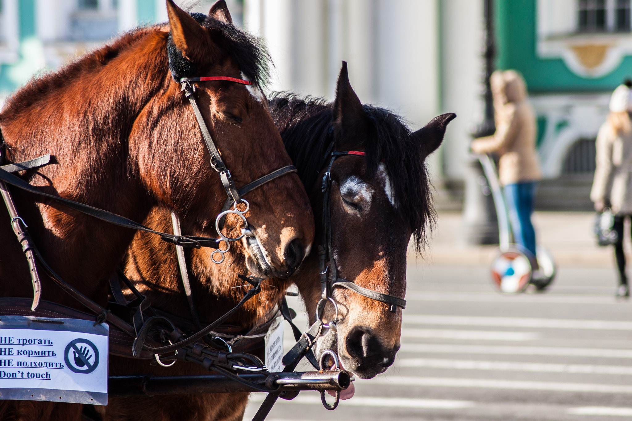 Canon EOS 500D (EOS Rebel T1i / EOS Kiss X3) sample photo. Horses photography