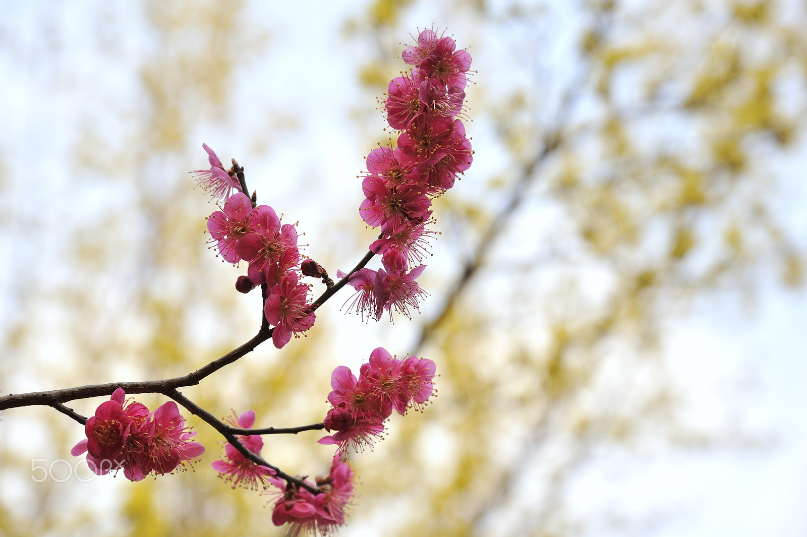 Nikon D700 sample photo. One spring day photography